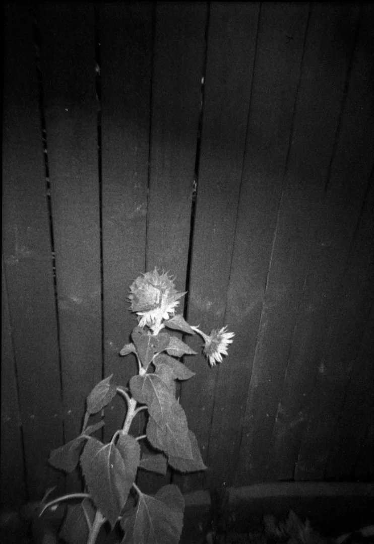 Sunflower on the Footpath. Sidewalk Garden