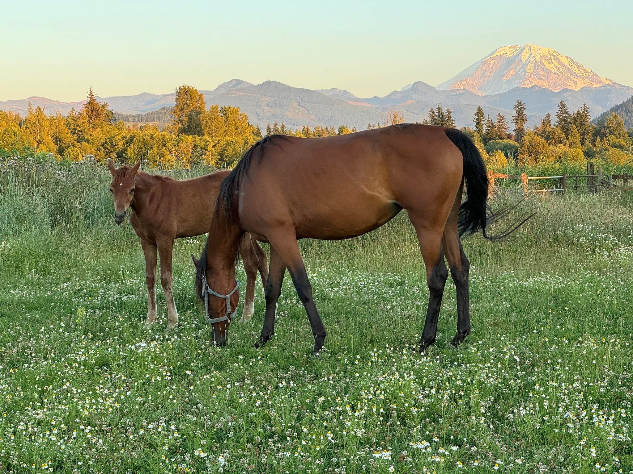 I'm asking those who love the outdoors to post a picture. A picture that YOU took. Just a pic. No description. The goal is to regain peace and  harmony without negativity. Ultimately changing the algorithms and our energy.
Please copy the text, put a