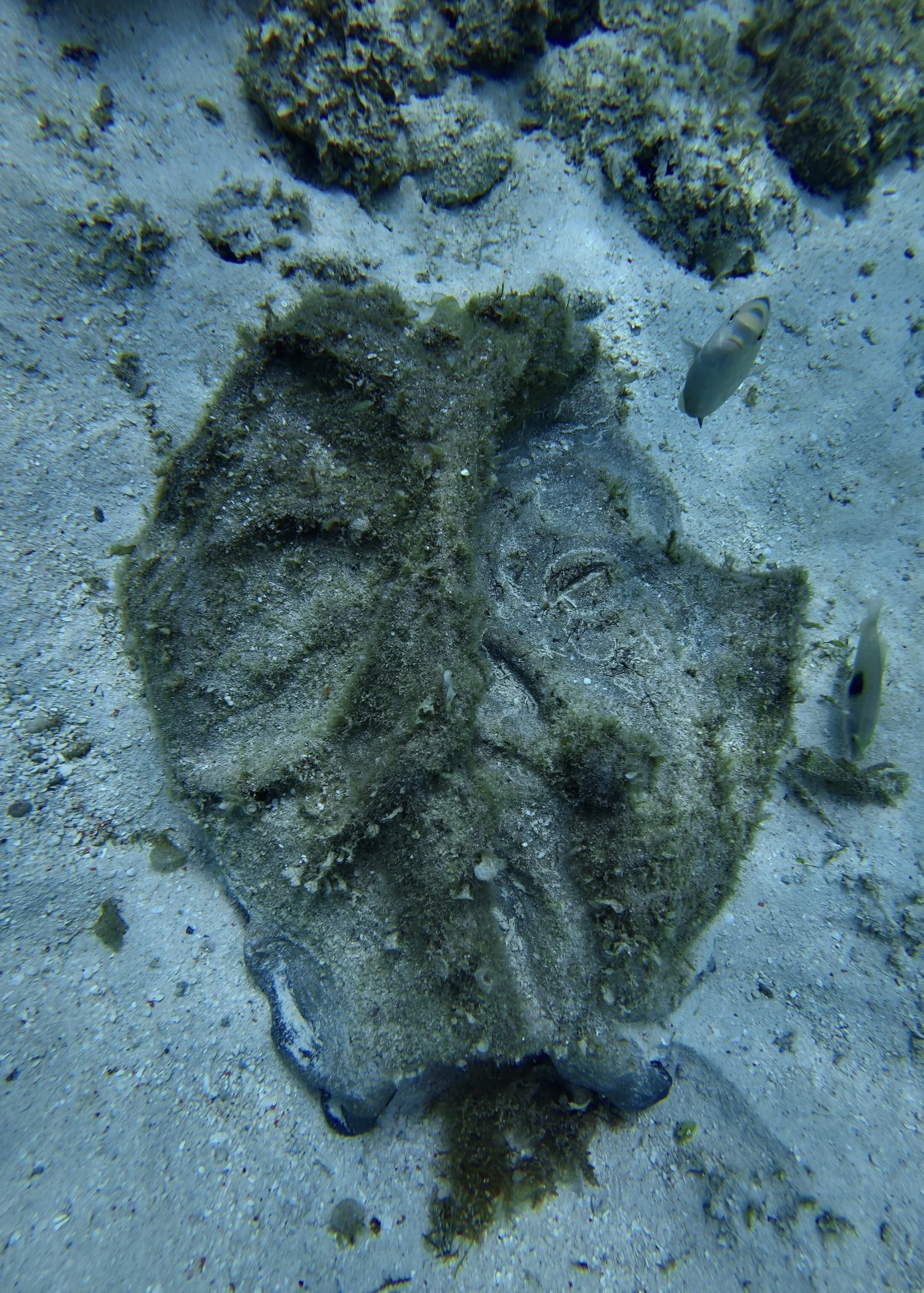 sancta substrata