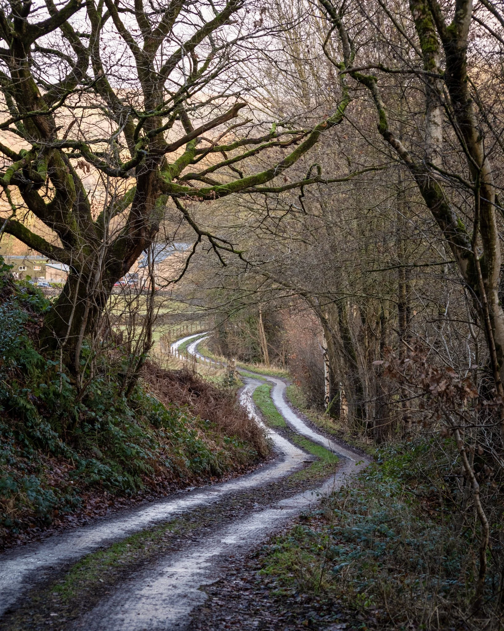 Winding dirt path through a wooded area with sparse trees, surrounded by bare branches and moss-covered trunks.