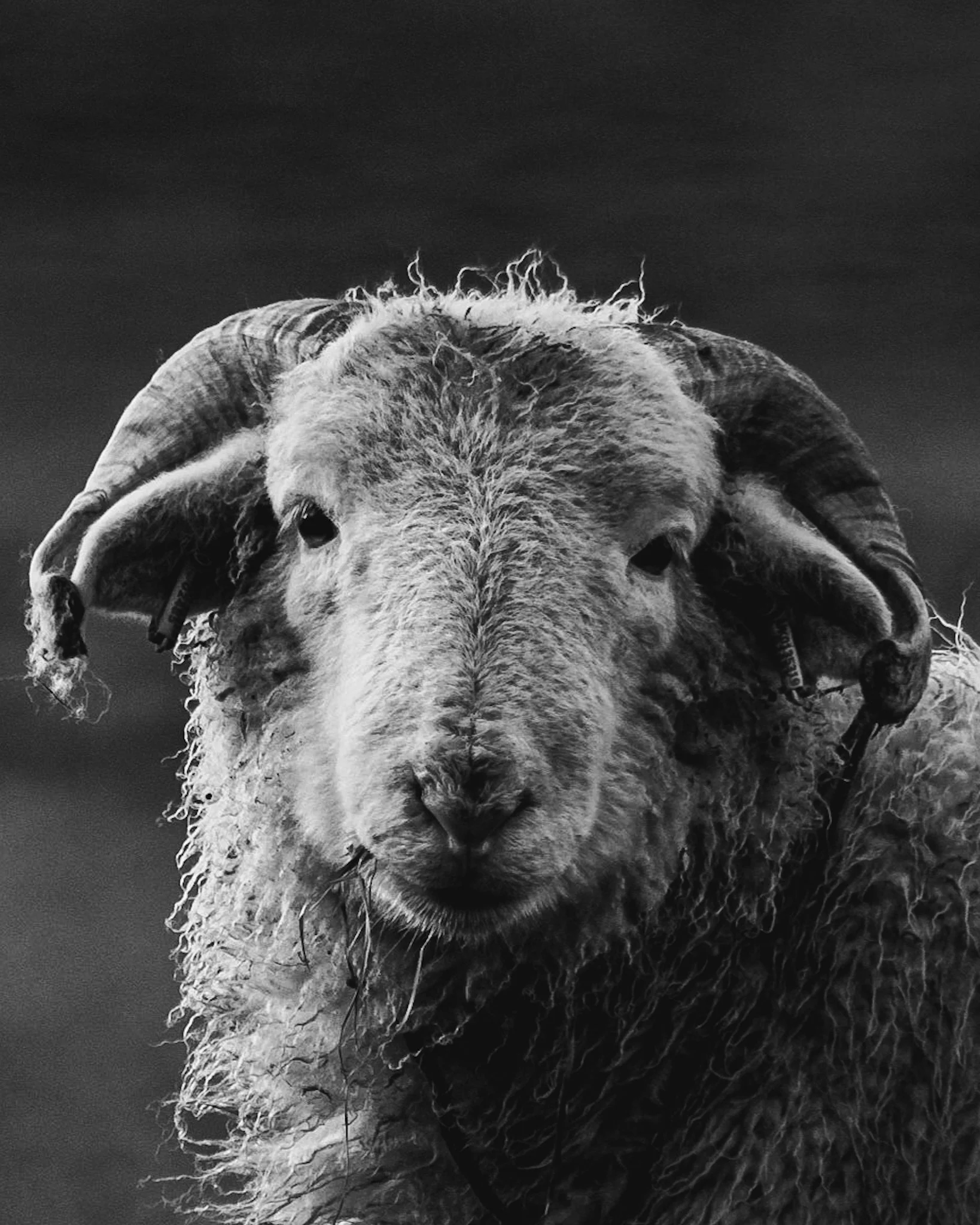 Black and white photo of a sheep with large, curly horns.