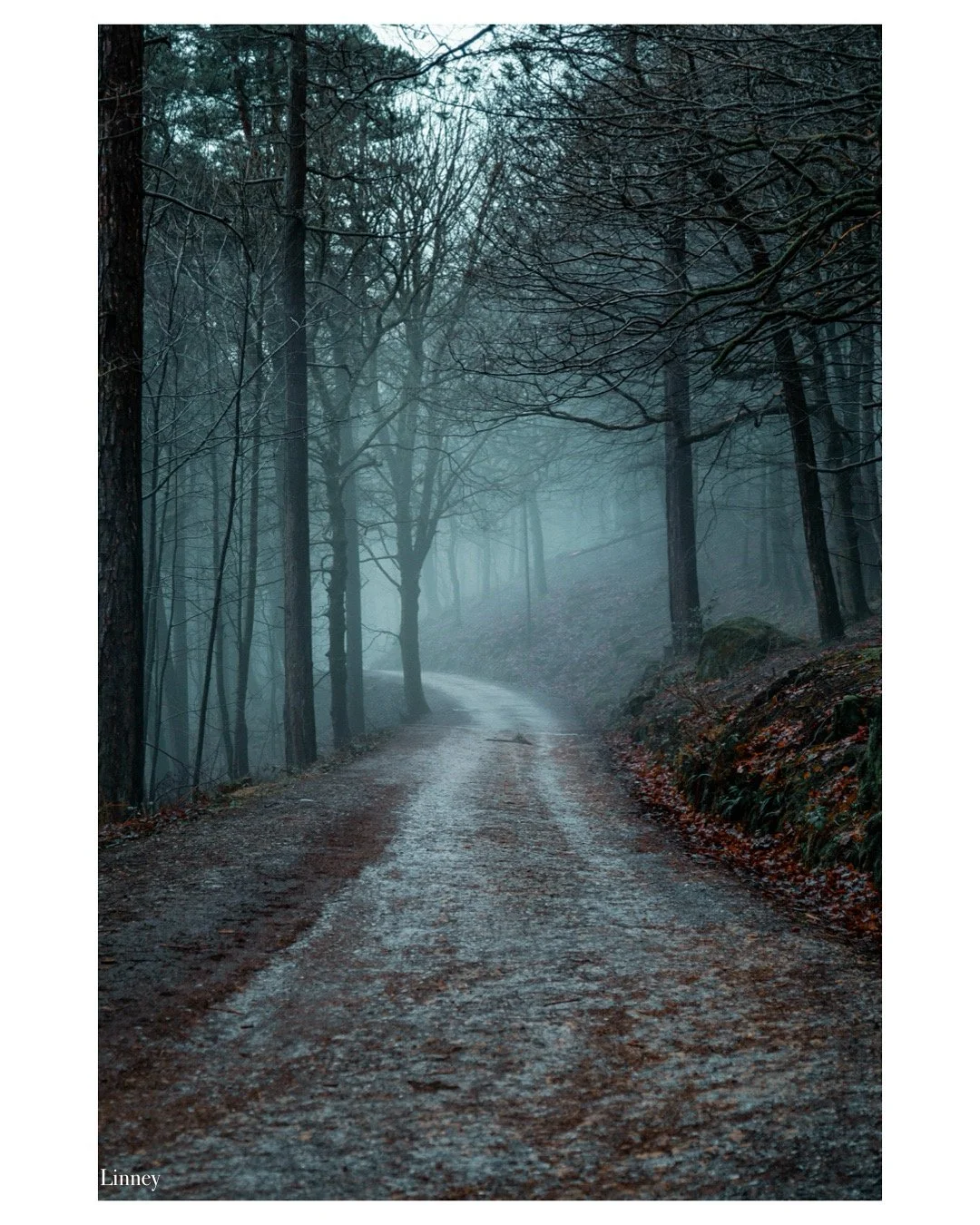 Into The Mist (Copy)