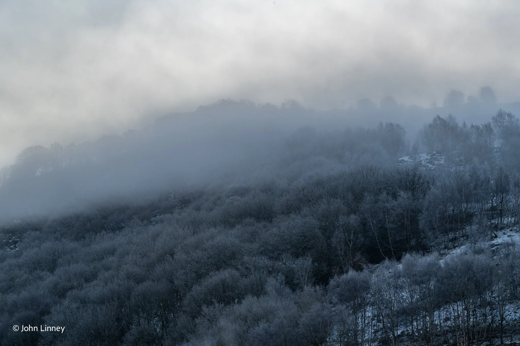 Fog and frost-covered forested hillside with bare trees.