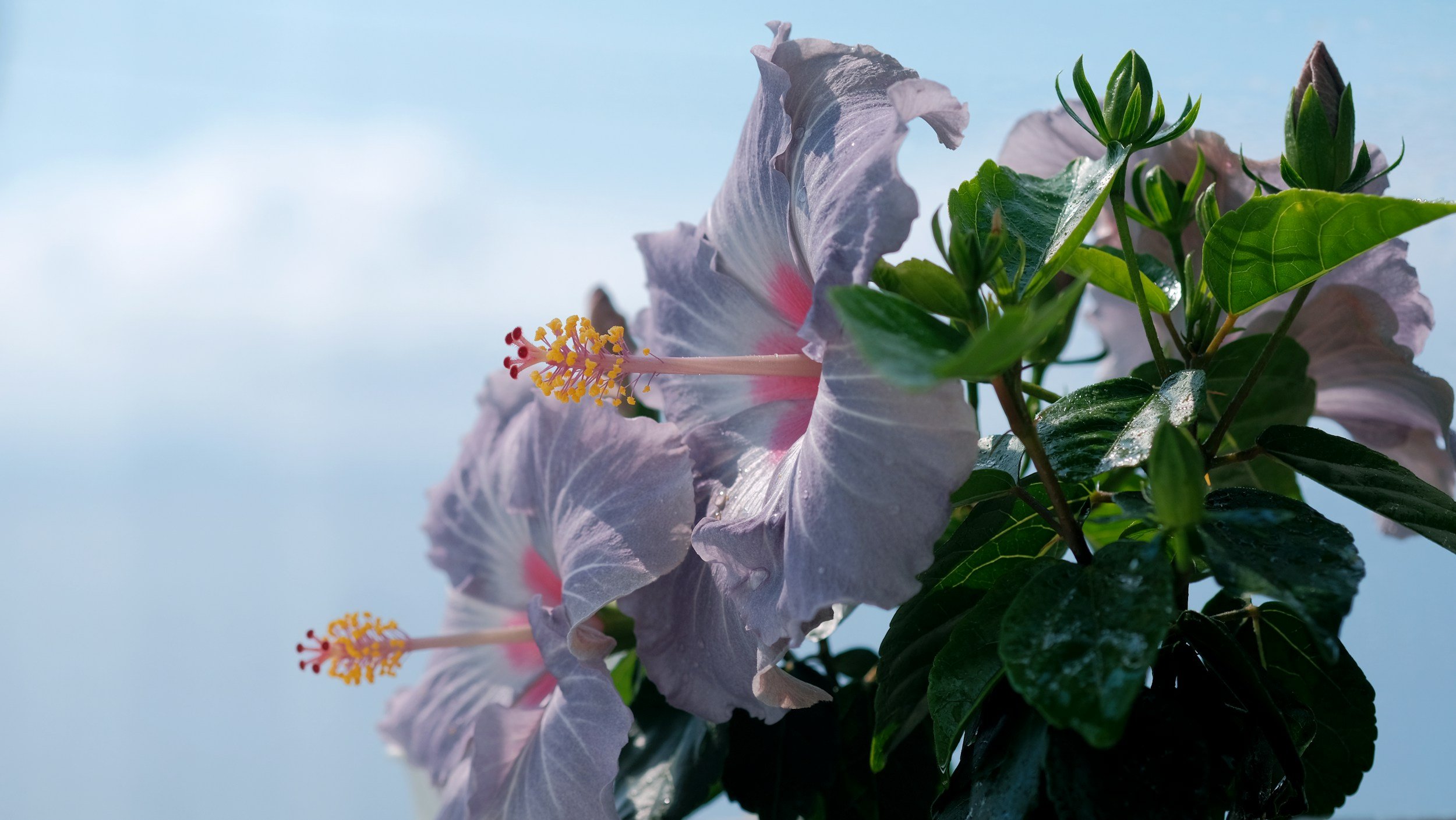 Hibiszkuszvirág - általános jó közérzet