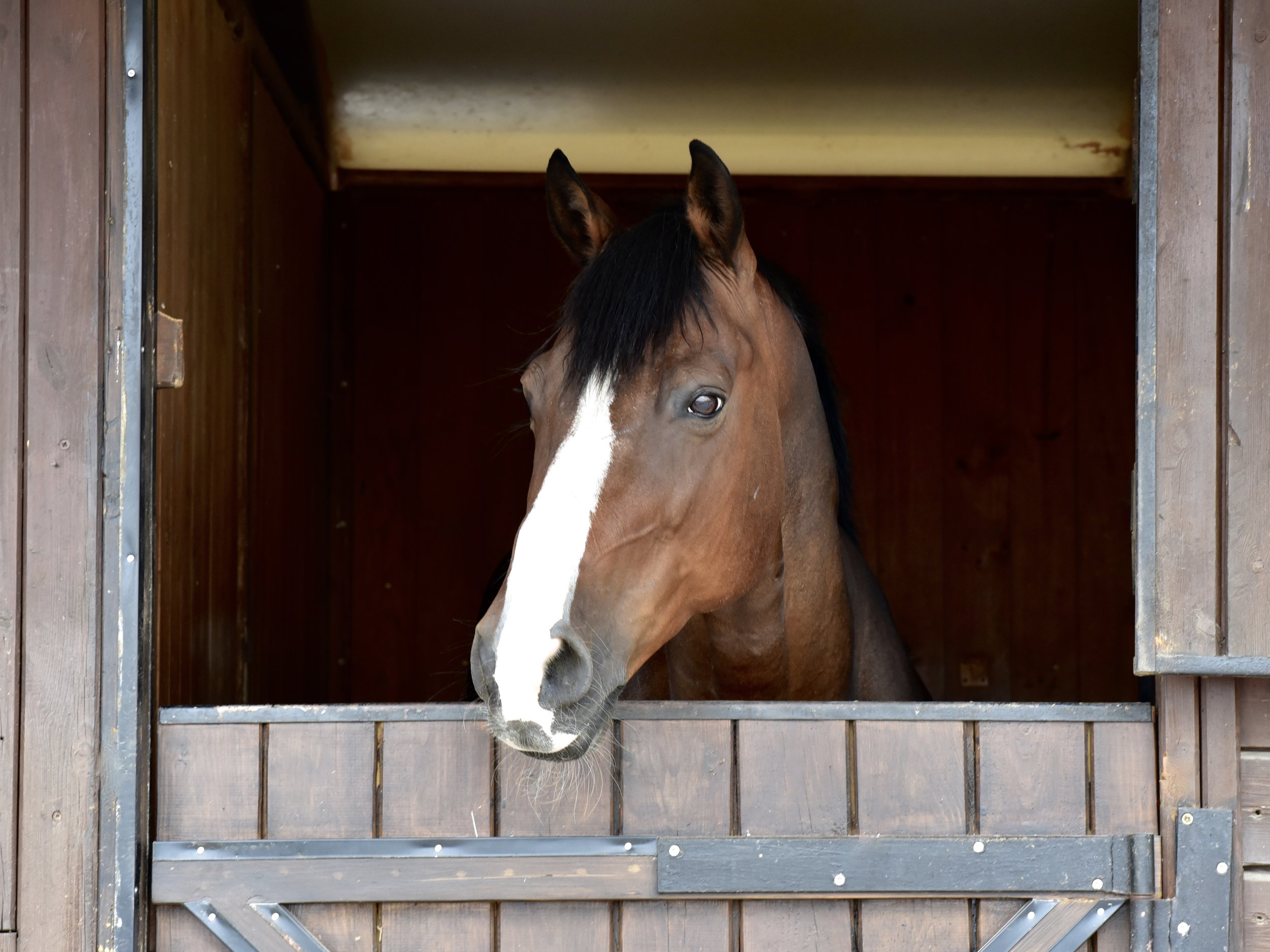 Finca Epona, un año y tres meses después&nbsp;