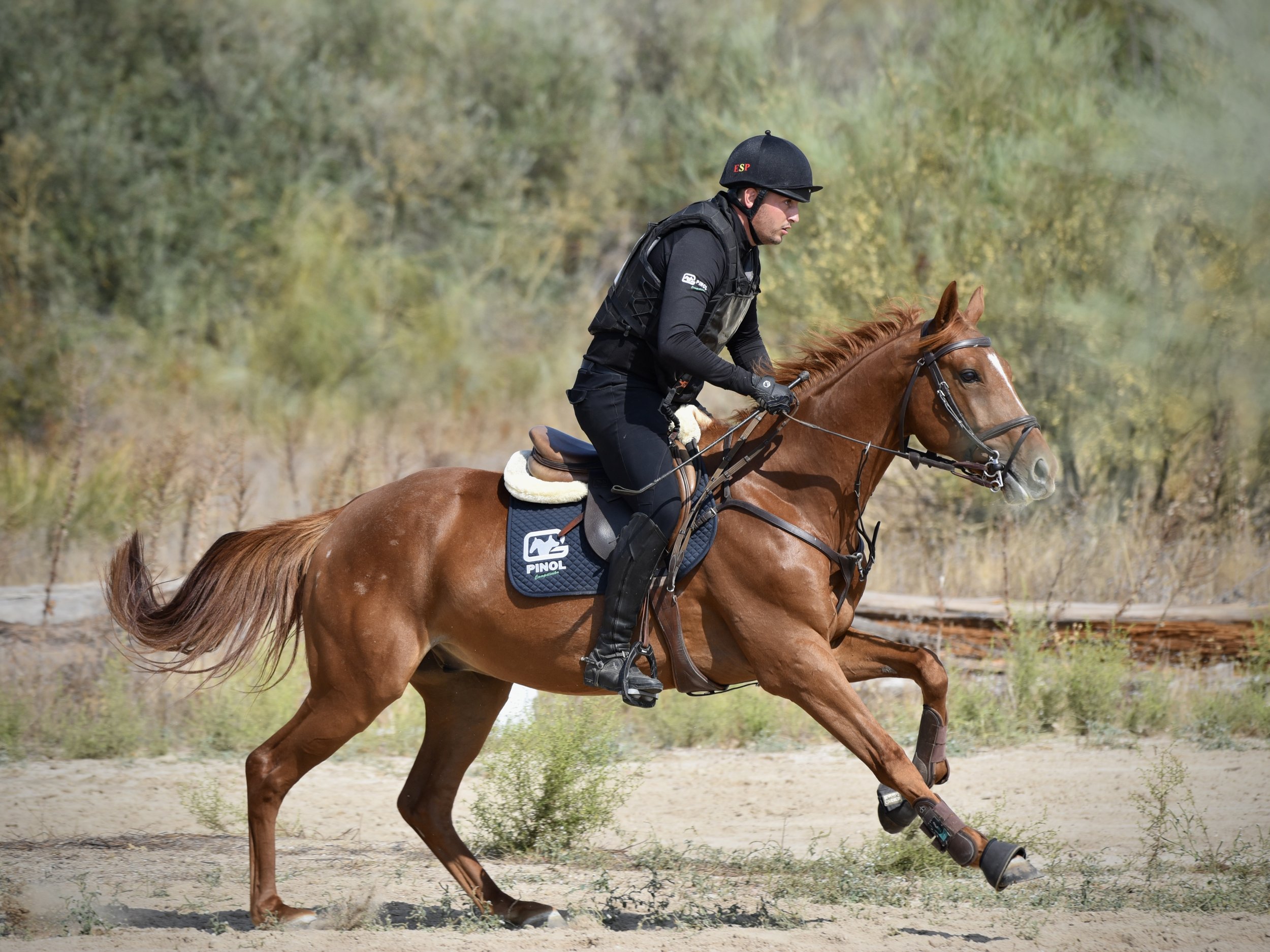 Cinco caballos y una misión en Sevilla, capital internacional de la hípica