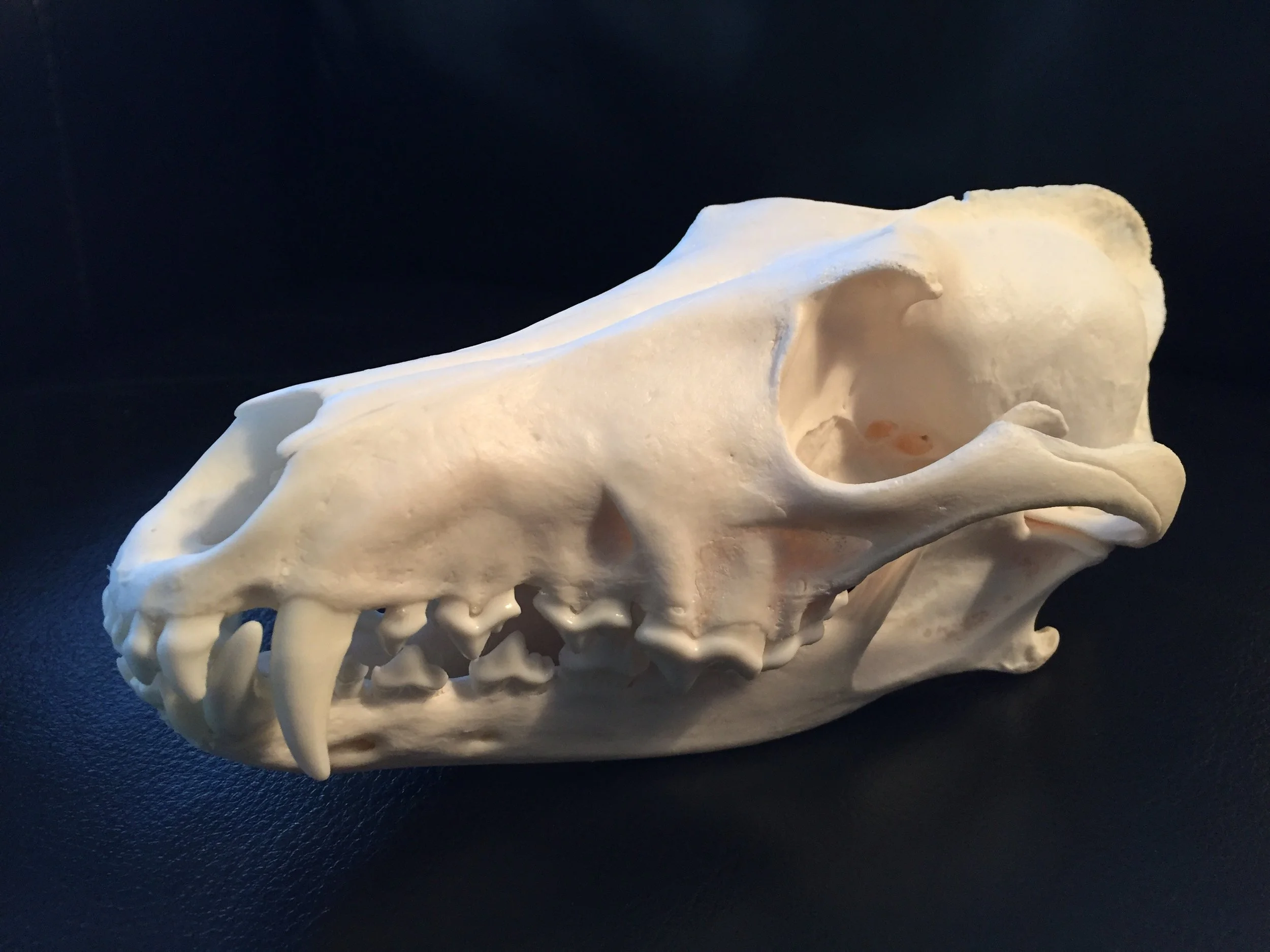 yote skull.jpg