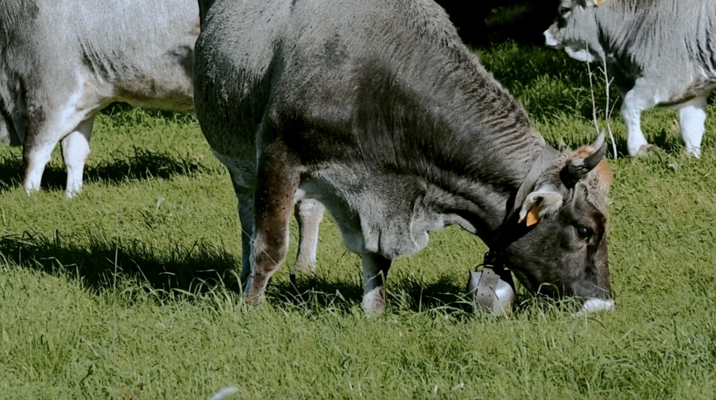 screencows.png