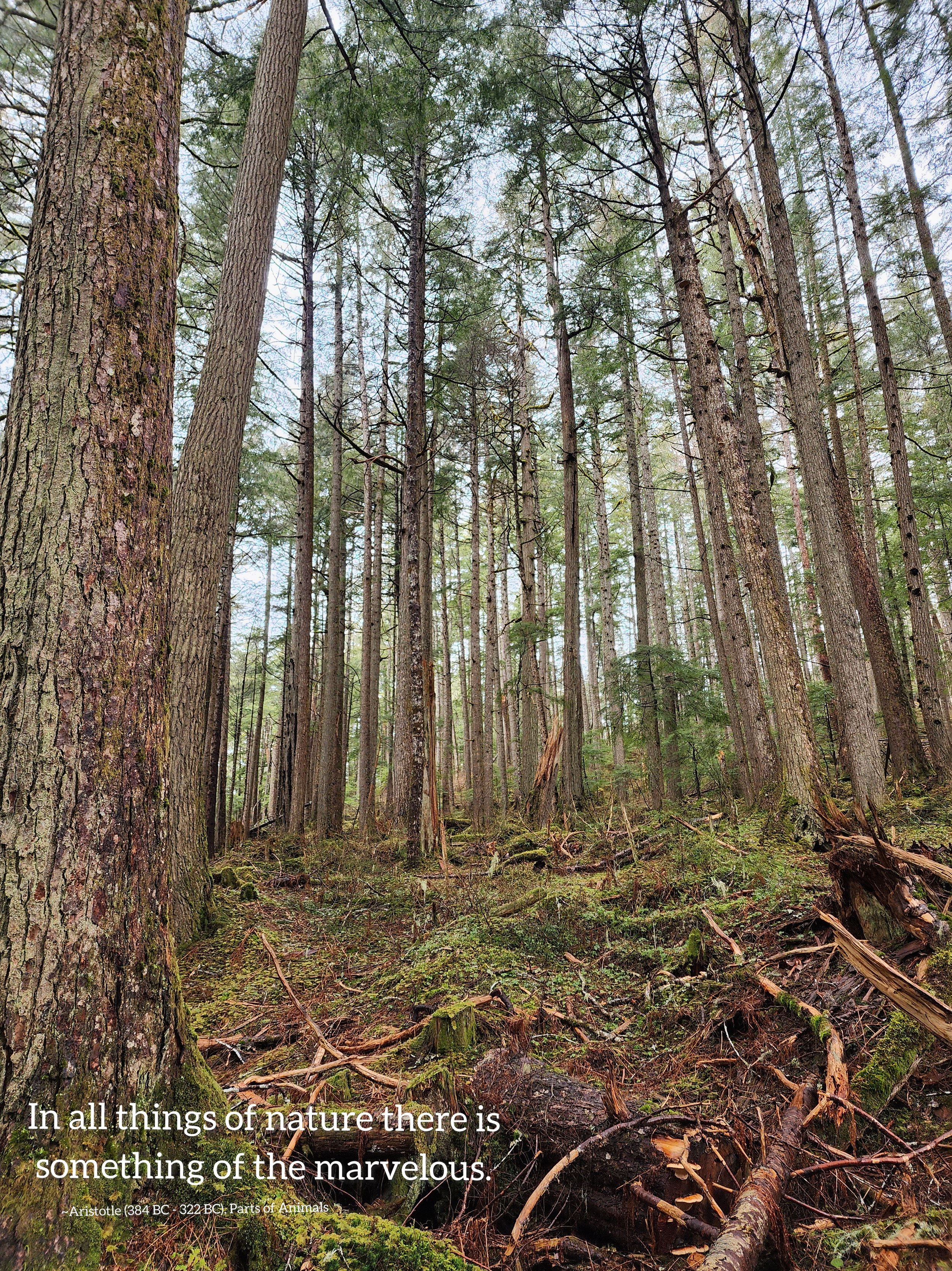 Trees nature.jpeg