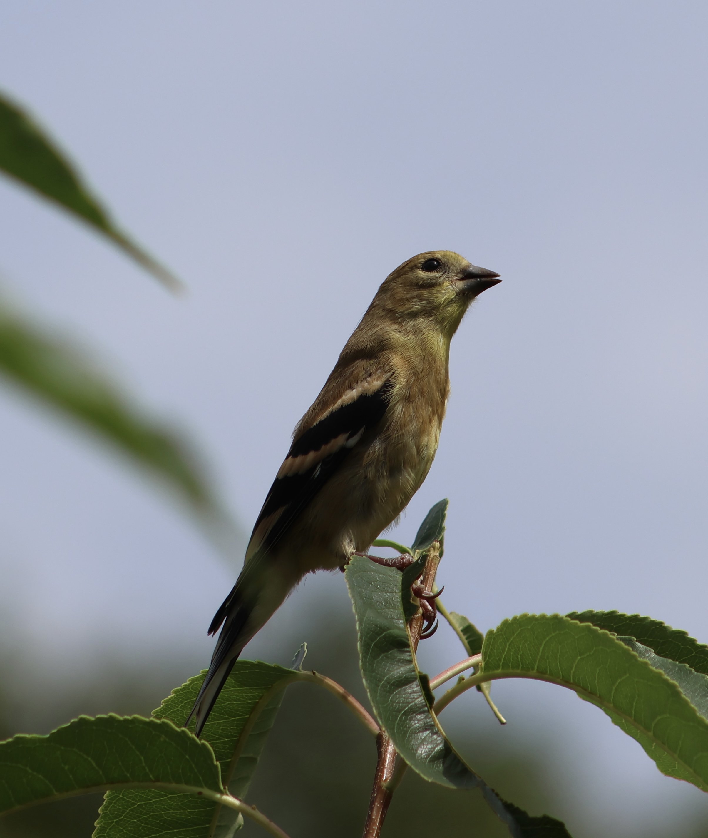 Lesser Goldfinch