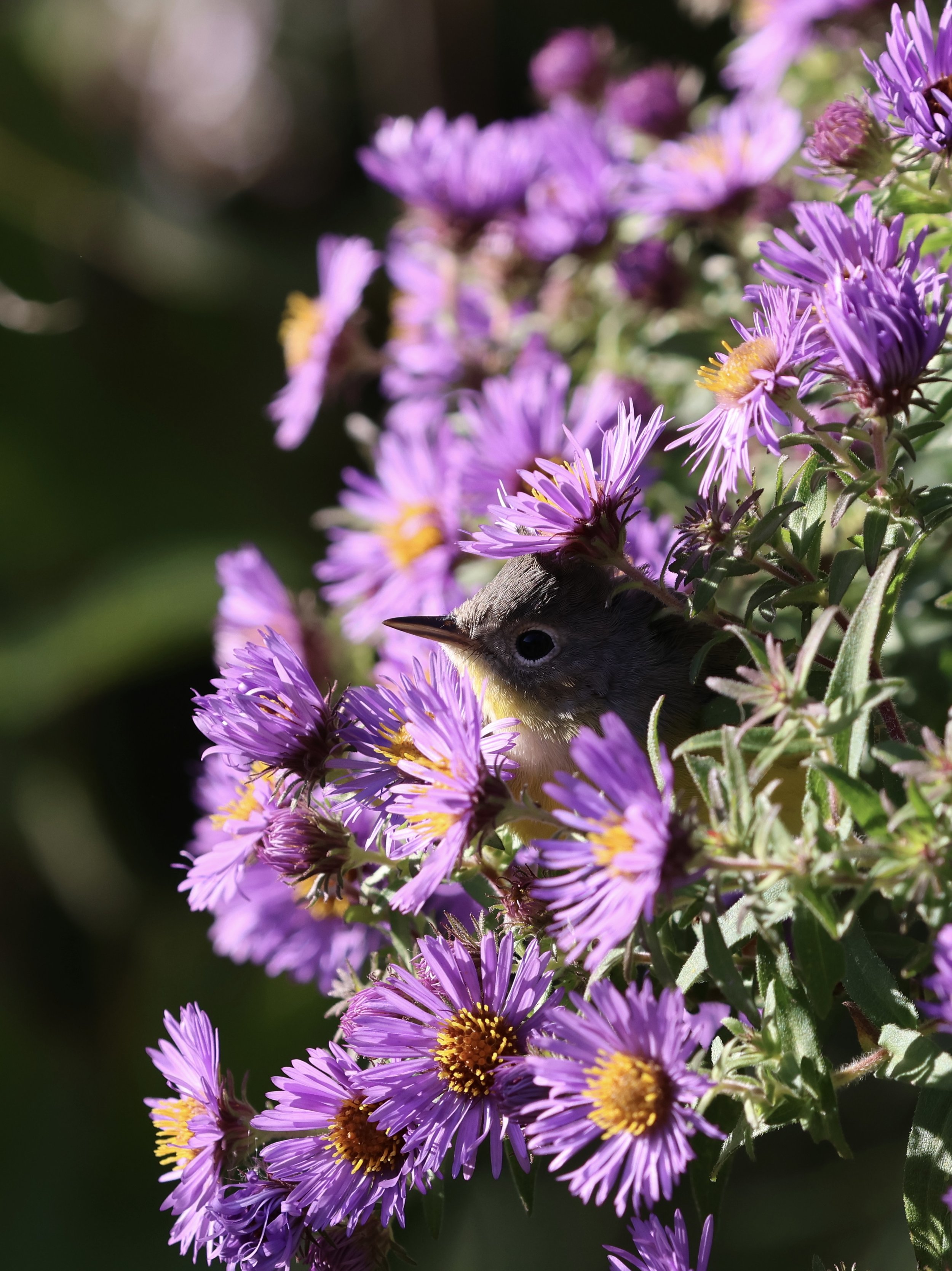 Bird in flowers