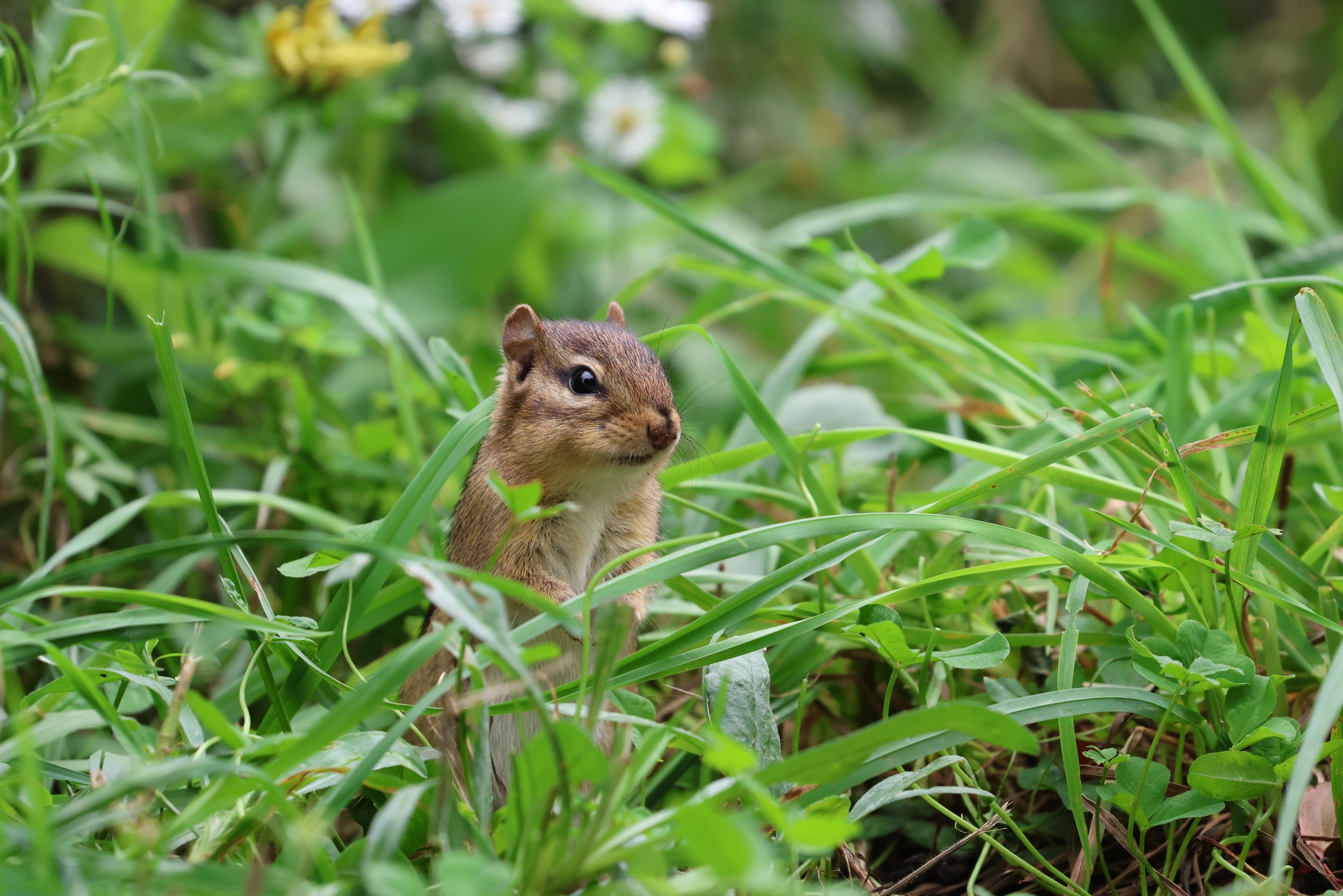 Chipmunk in the grass