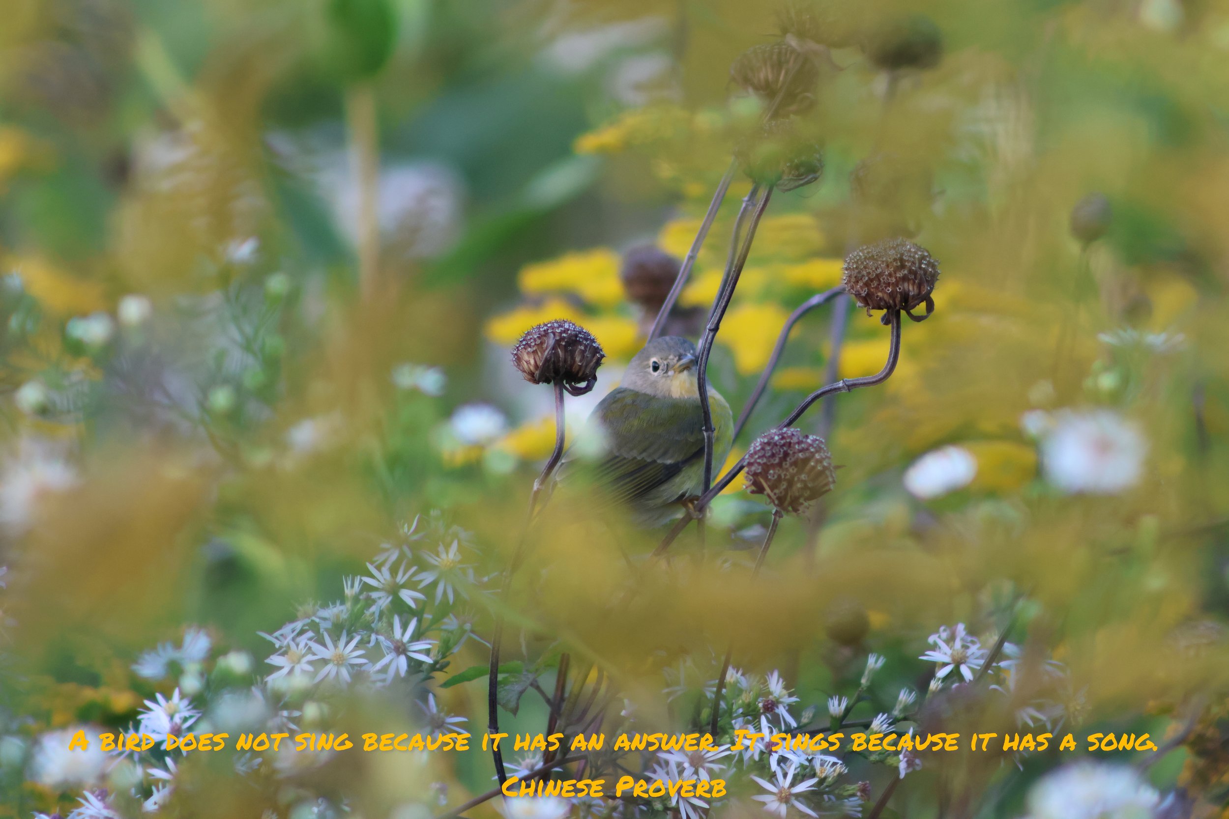Bird song.jpeg