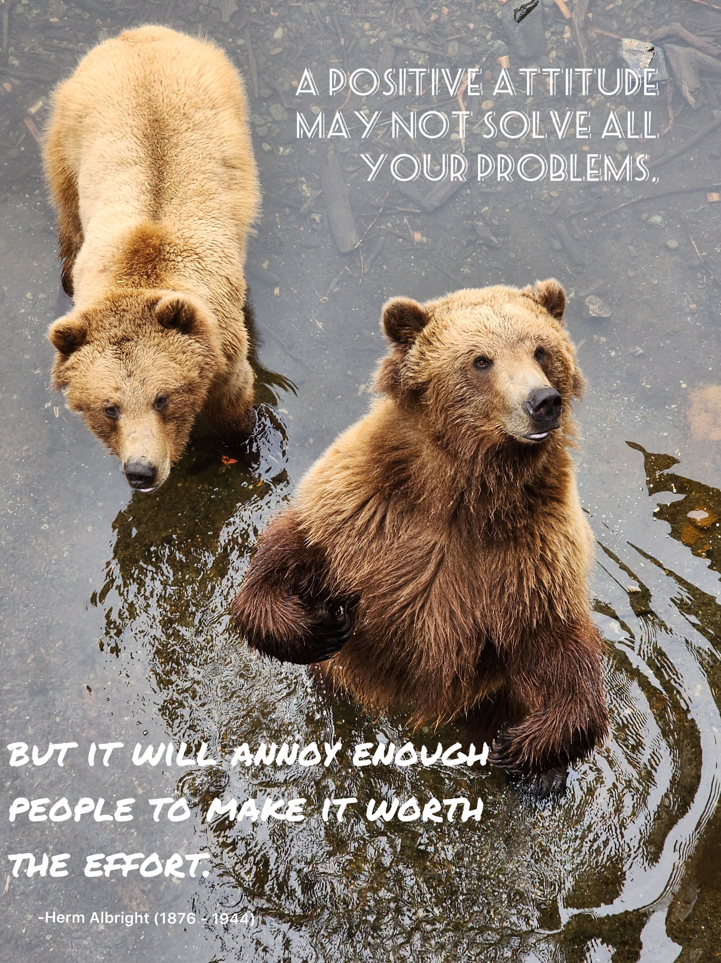 Bears positive attitude .jpeg