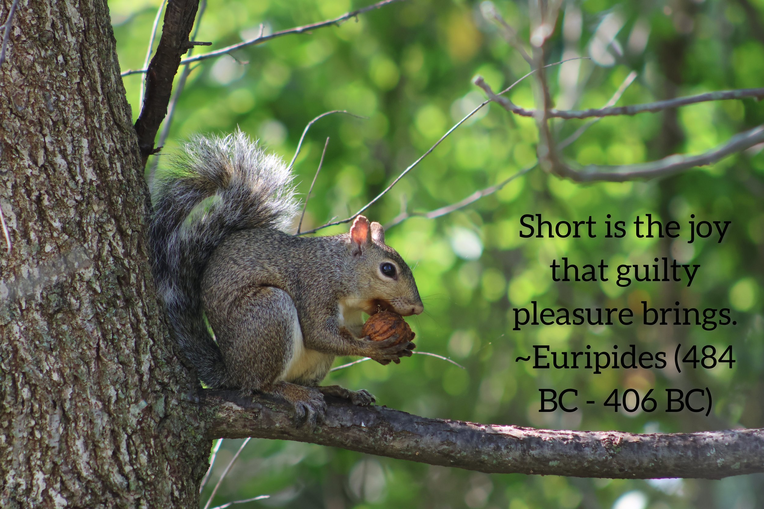 Squirrel joy.jpeg