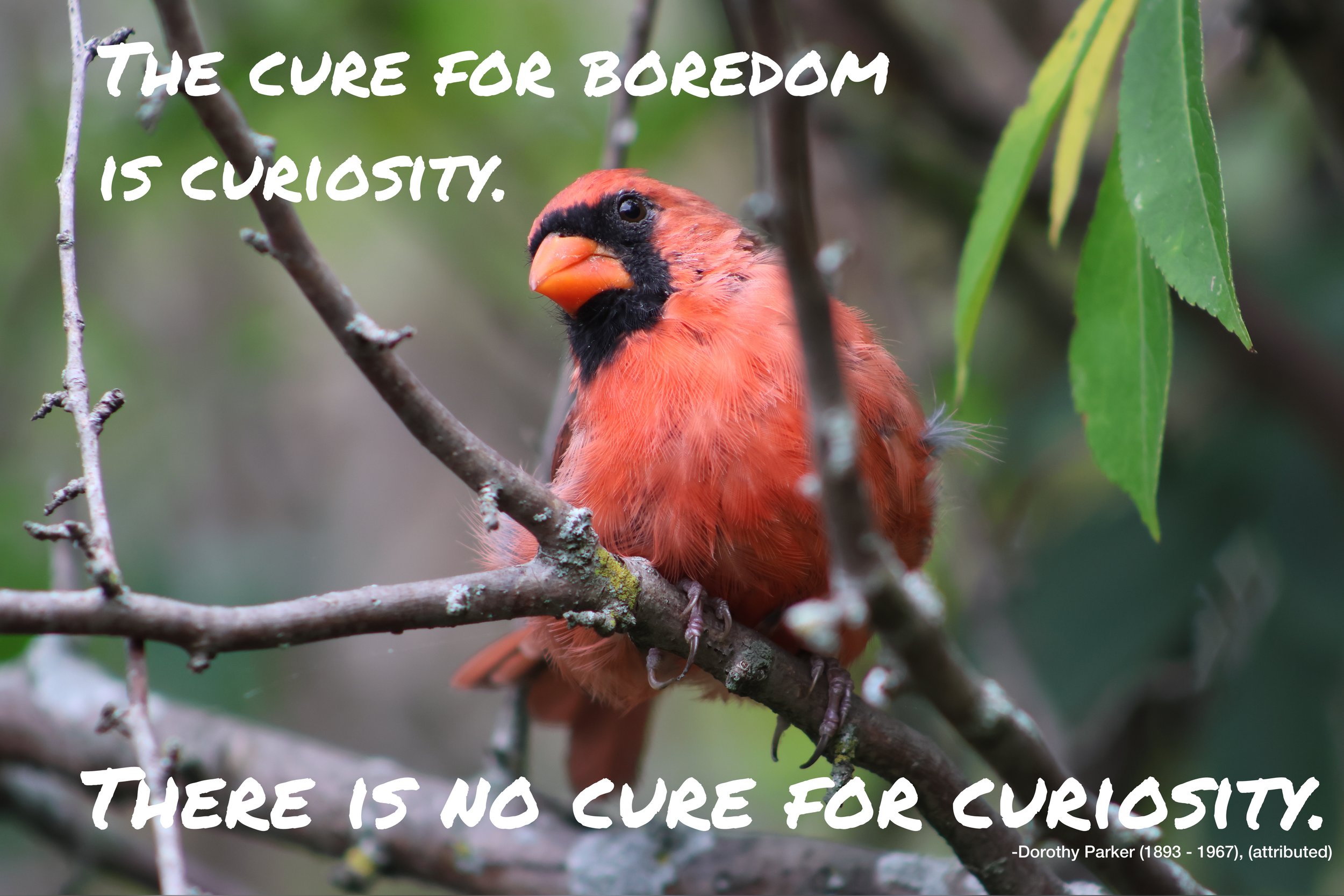 Bird curiosity .jpeg