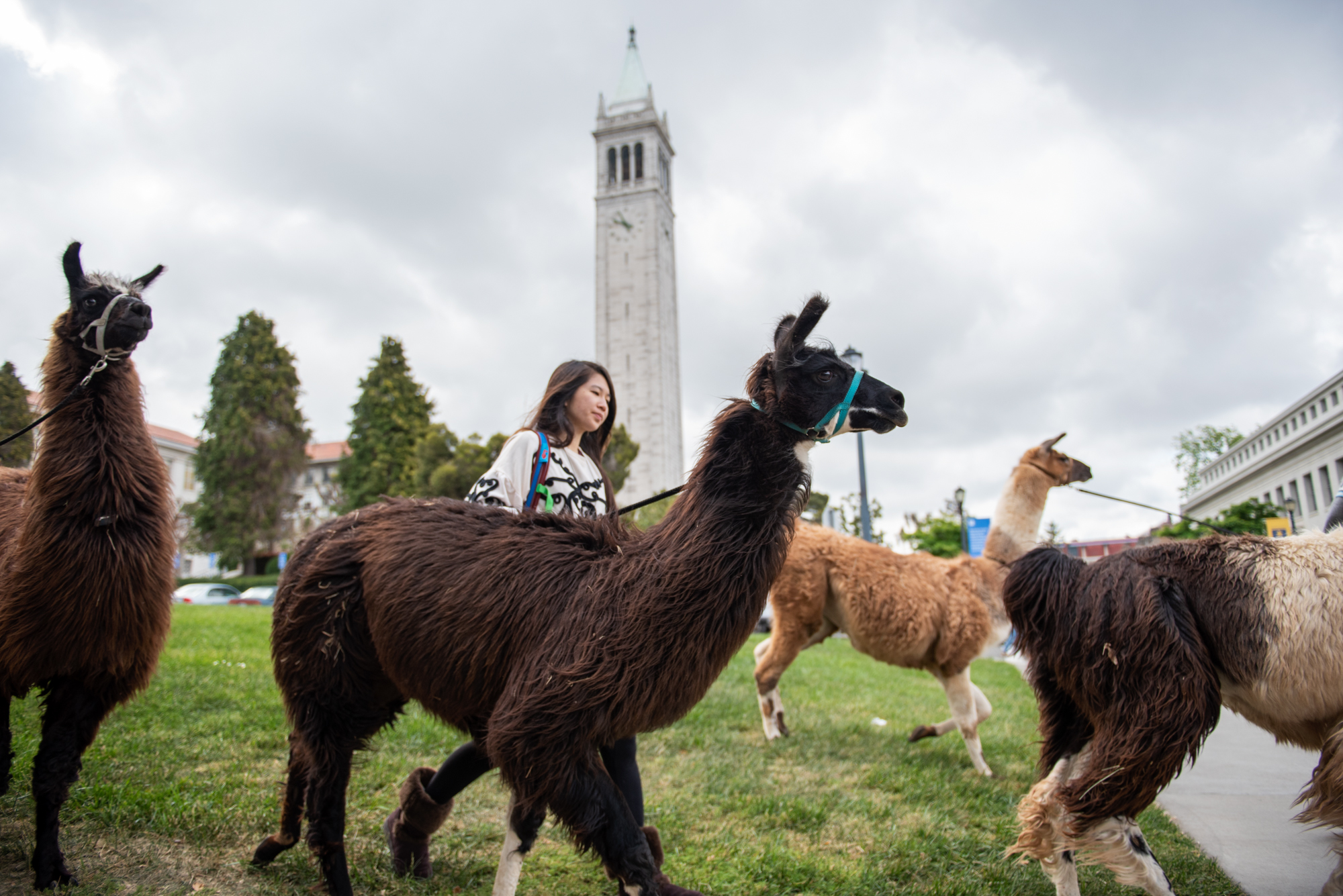  Llamas and their handlers head out near the Campanile at UC Berkeley for Llama-Palooza on Friday, April 27, 2018. | Rosa Furneaux, Special To The Chronicle 