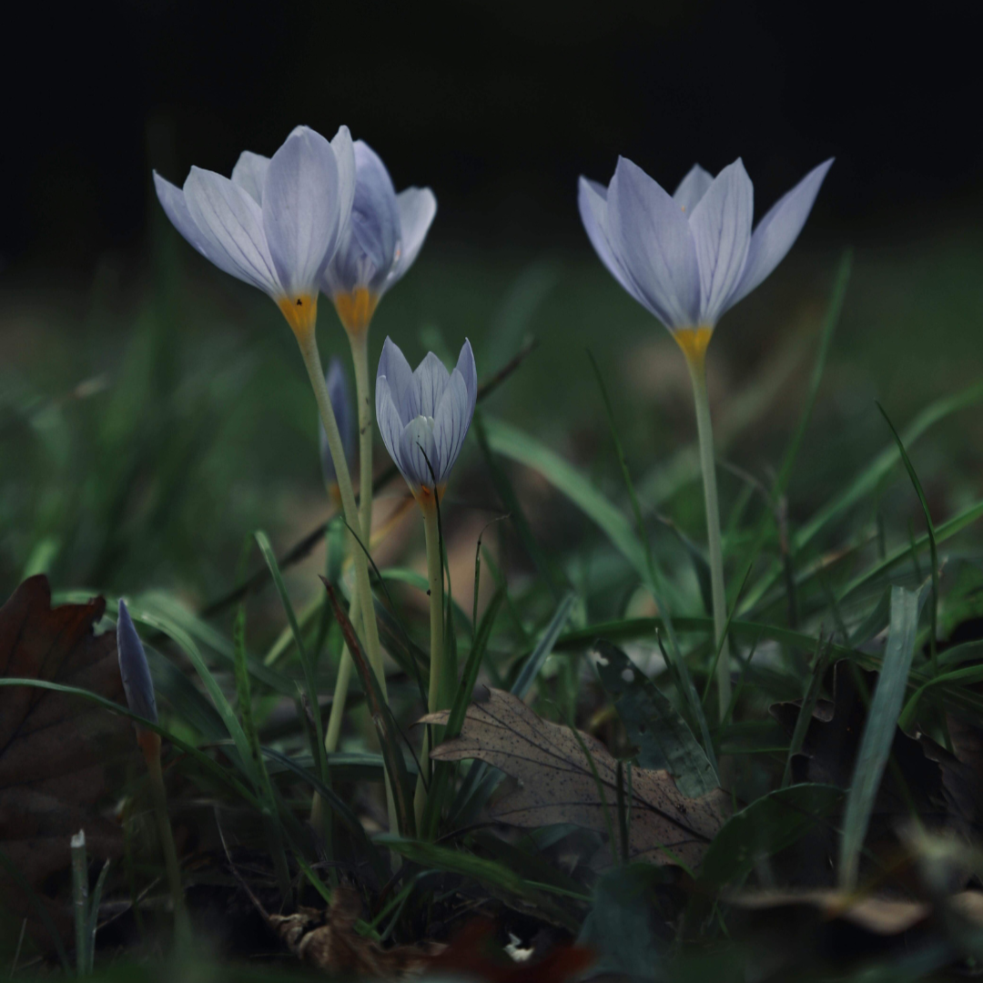 New Worm Moon Circle with Annie