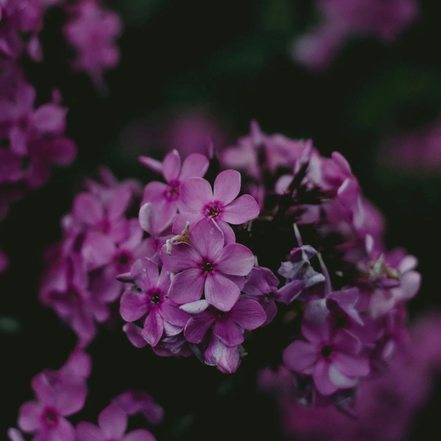 New Pink Moon Circle with Annie