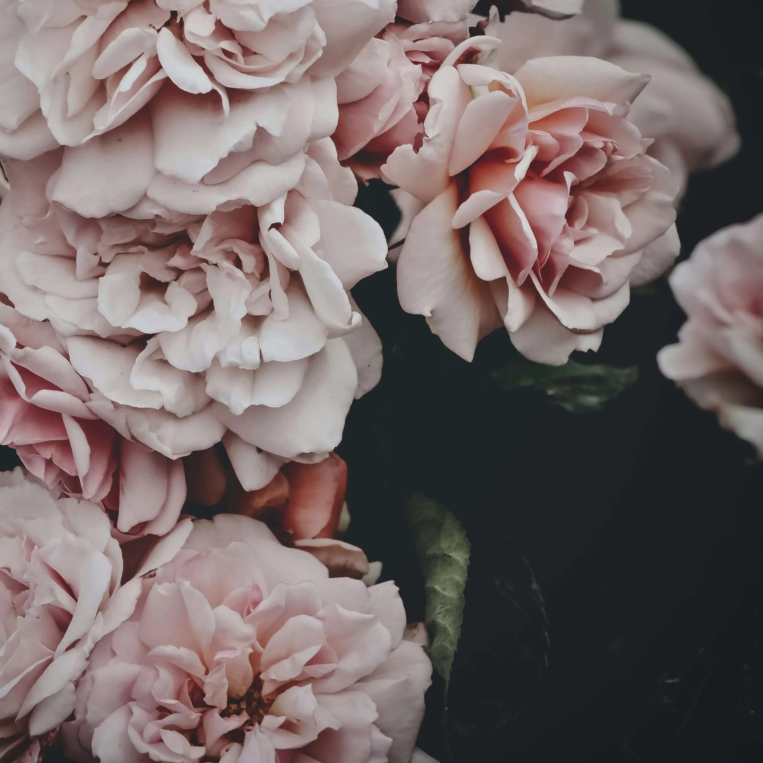 New Flower Moon Circle with Annie