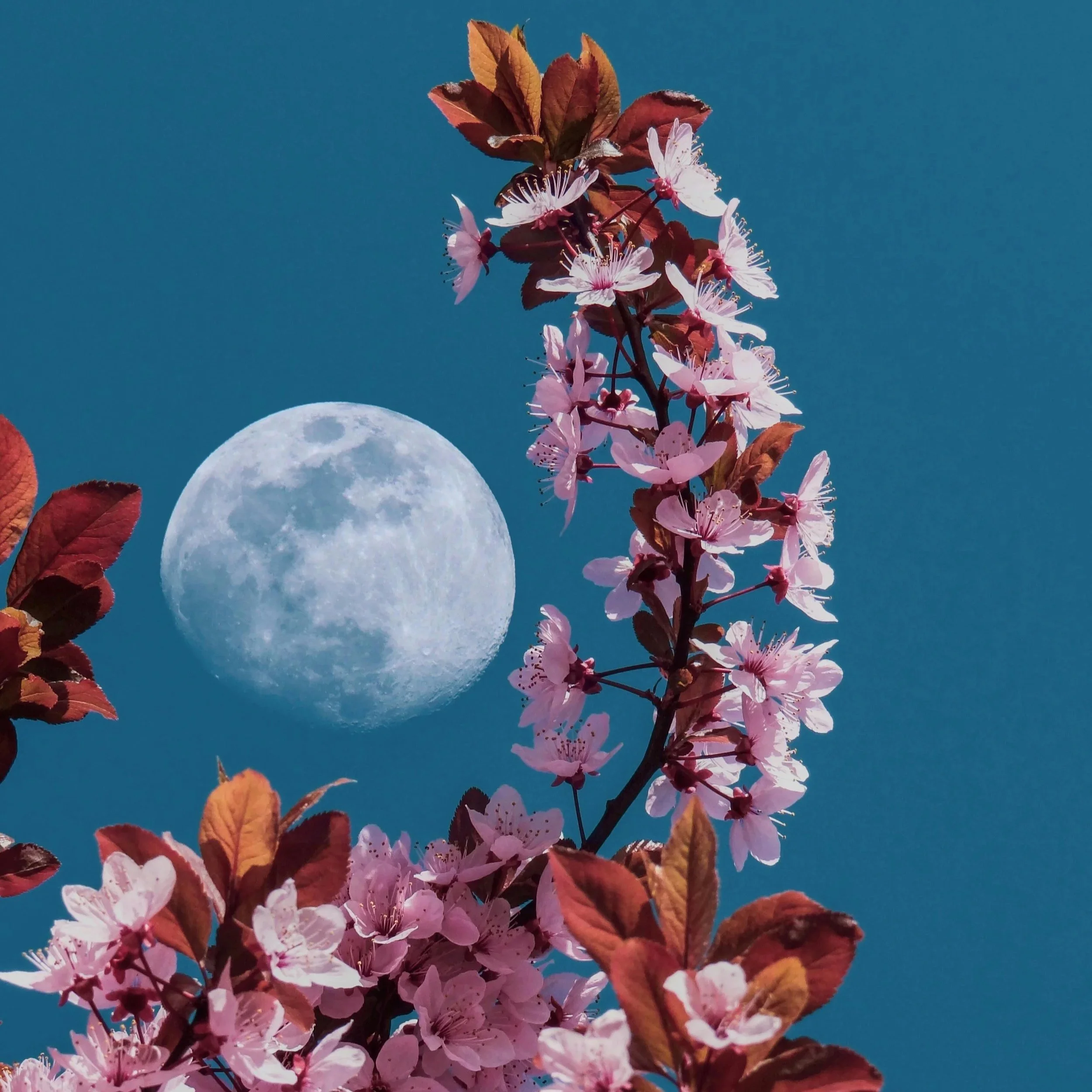 Full Flower Moon Circle with Annie