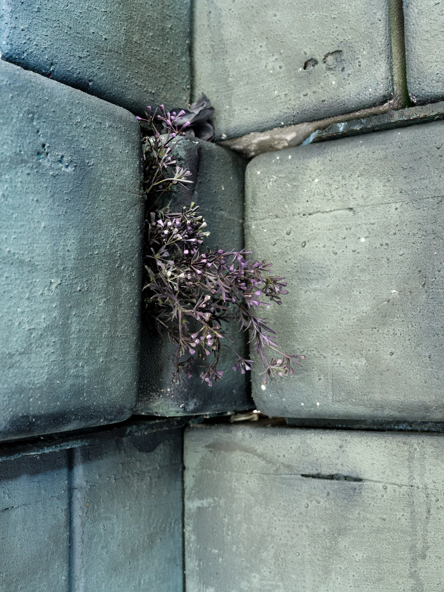 DSCF3733.jpg