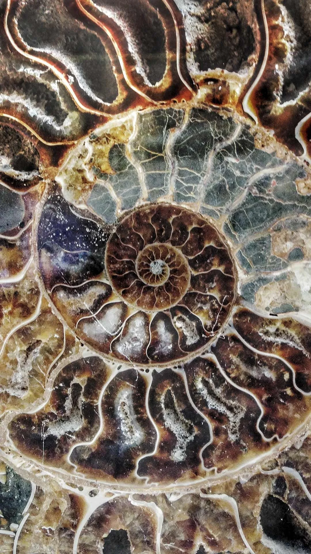 40 Years of the College of Cranio-Sacral Therapy (CCST)