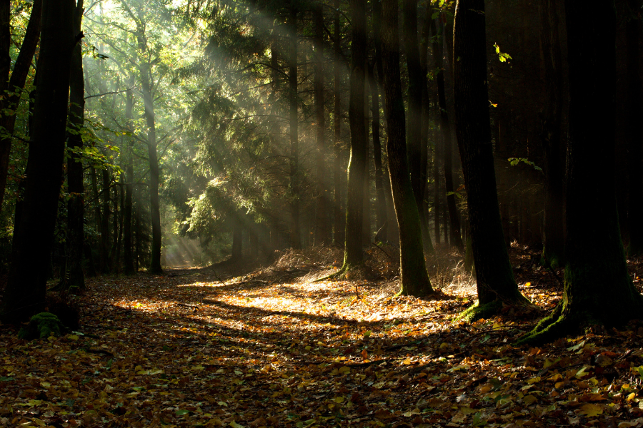 Fireside Direct Primary Care