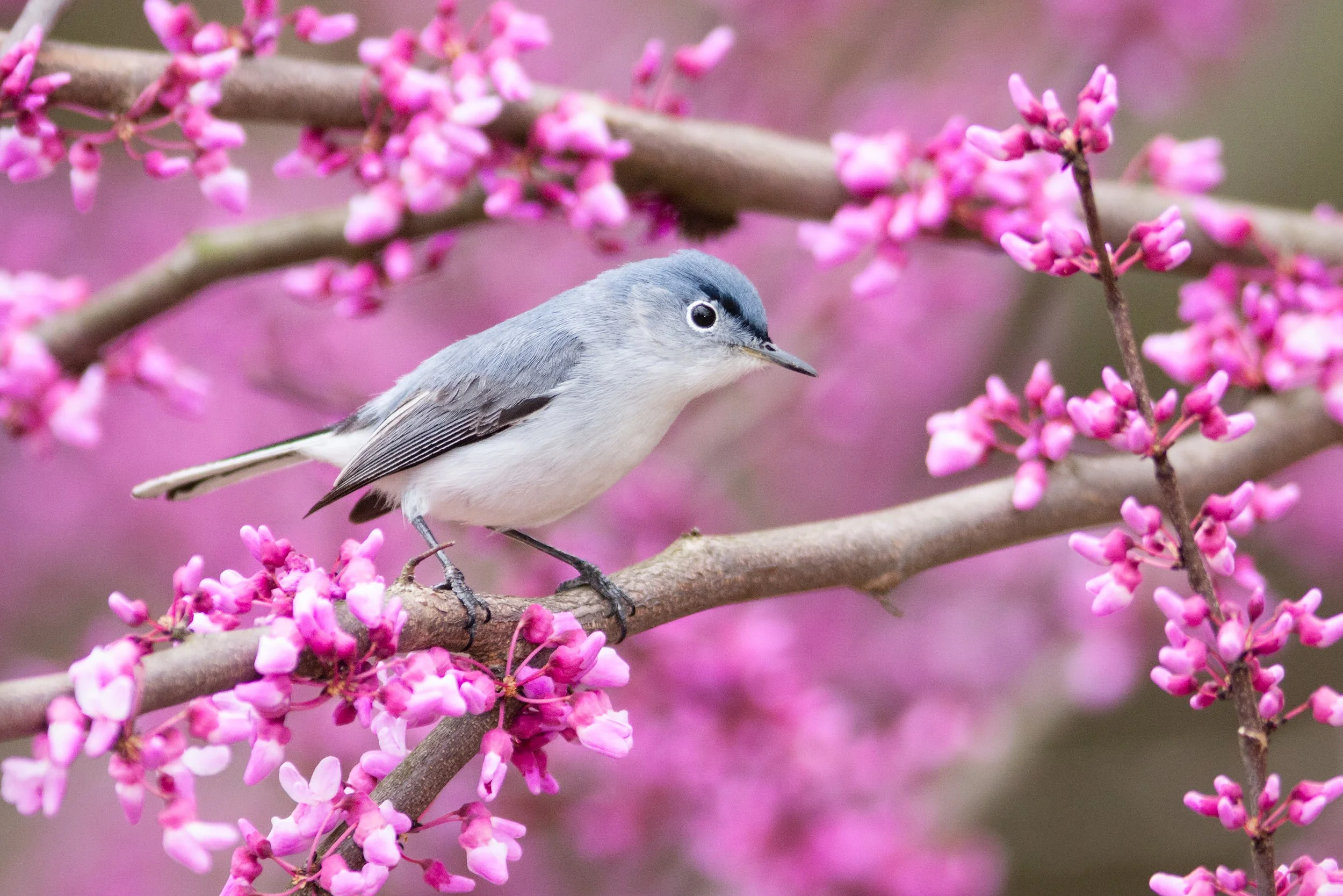 BlueGrayGnatcatcherRedbudBlossomsSpring.jpg