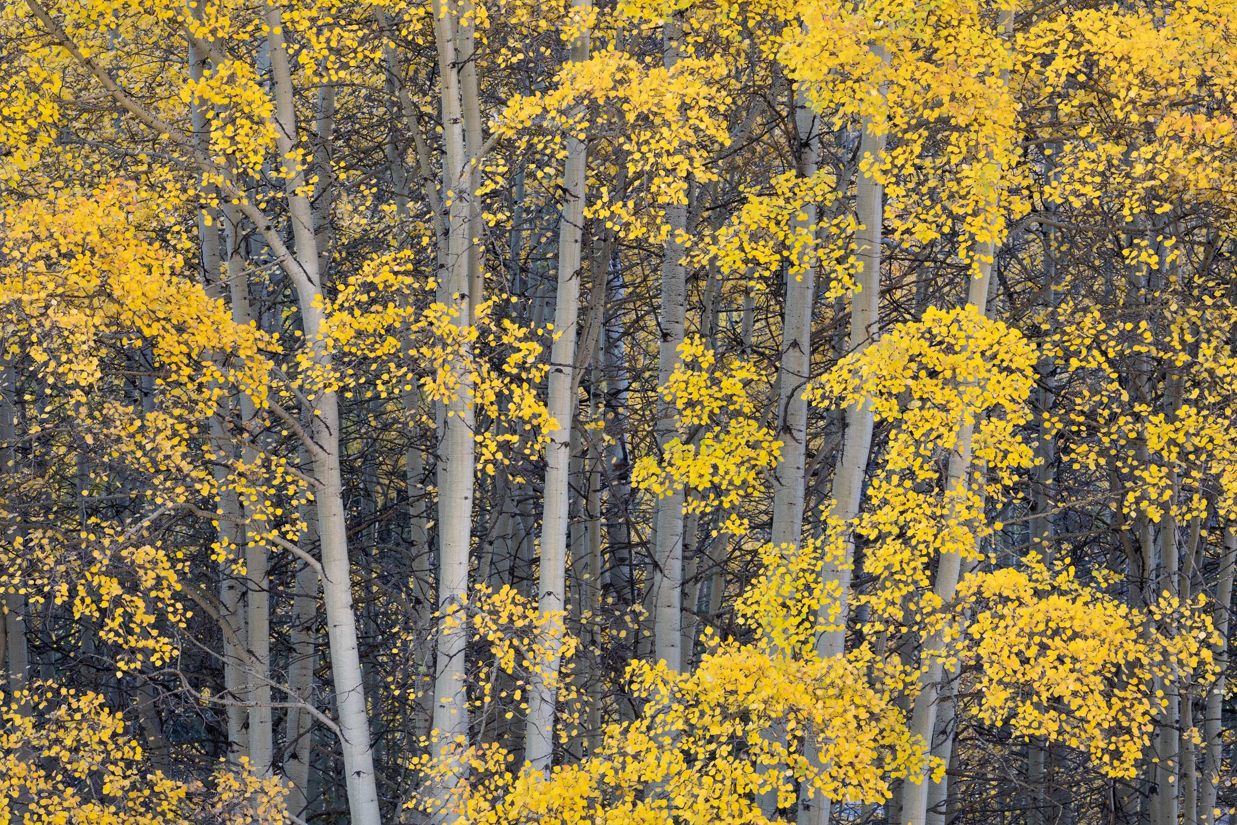GoldenAspenTreesAutumnFall.jpg