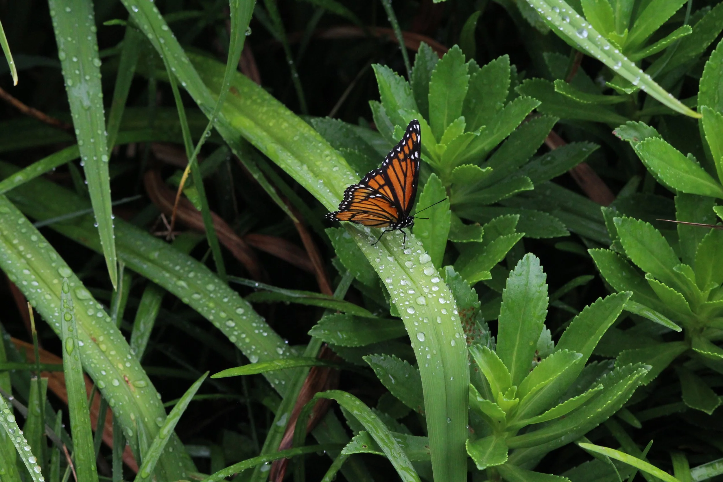 Middletown, Connecticut