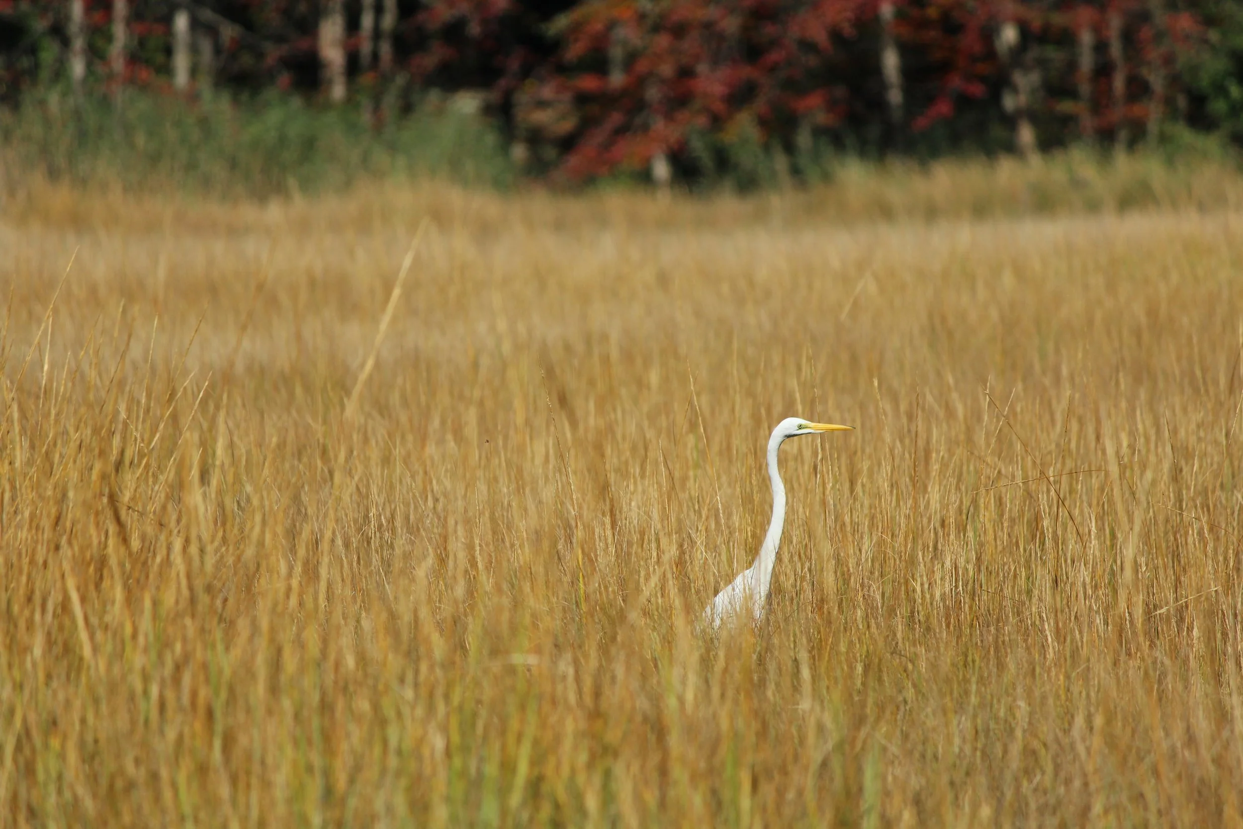 Branford, Connecticut