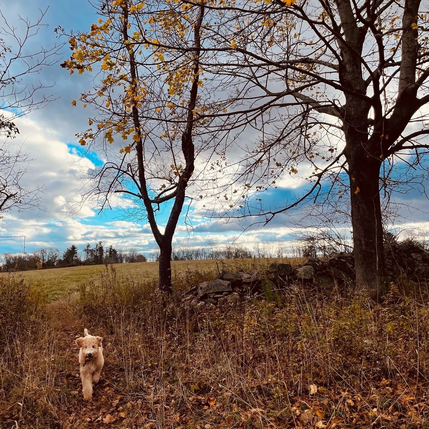 Collis P. Huntington State Park - Redding, Connecticut
