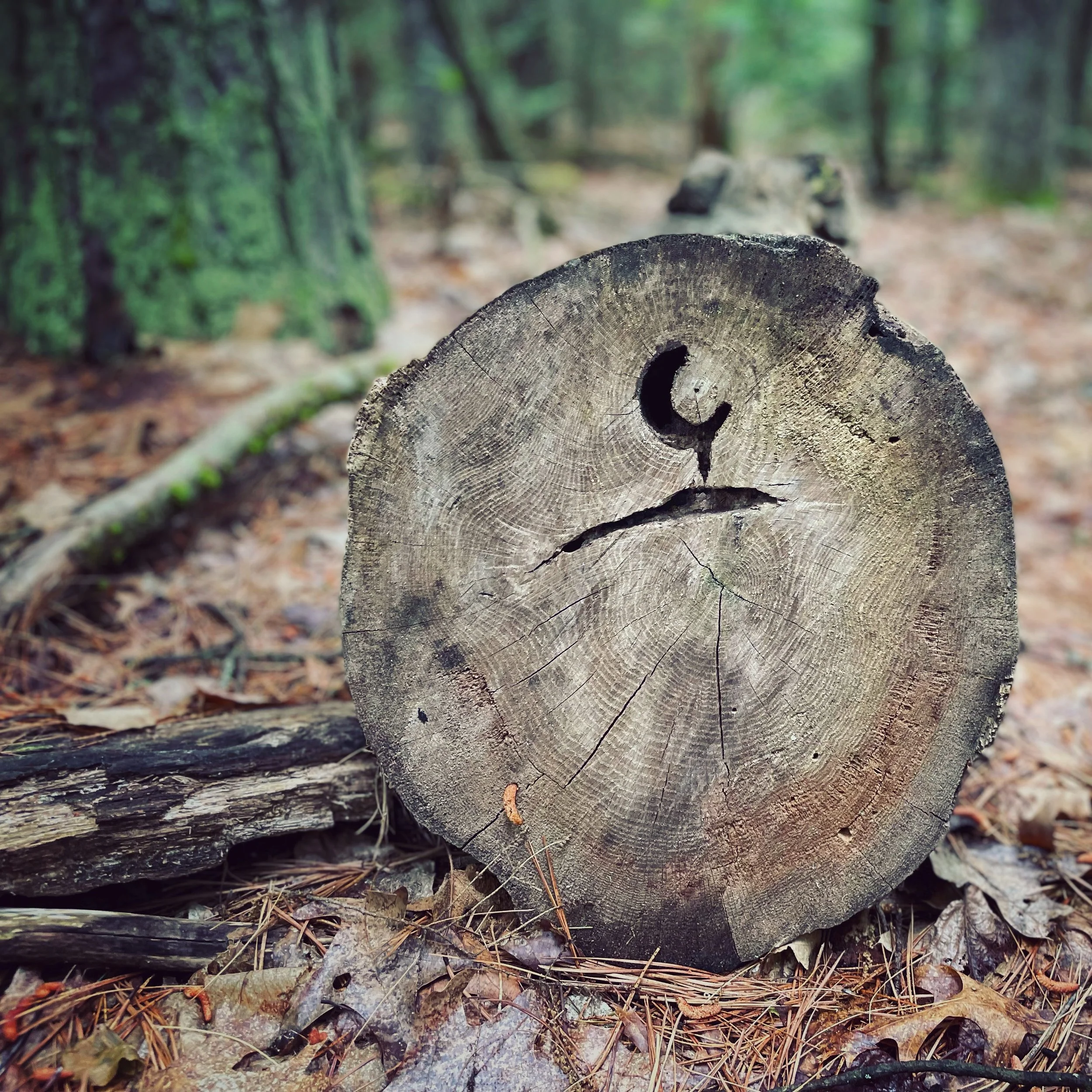 McLean Game Refuge - Granby, Connecticut