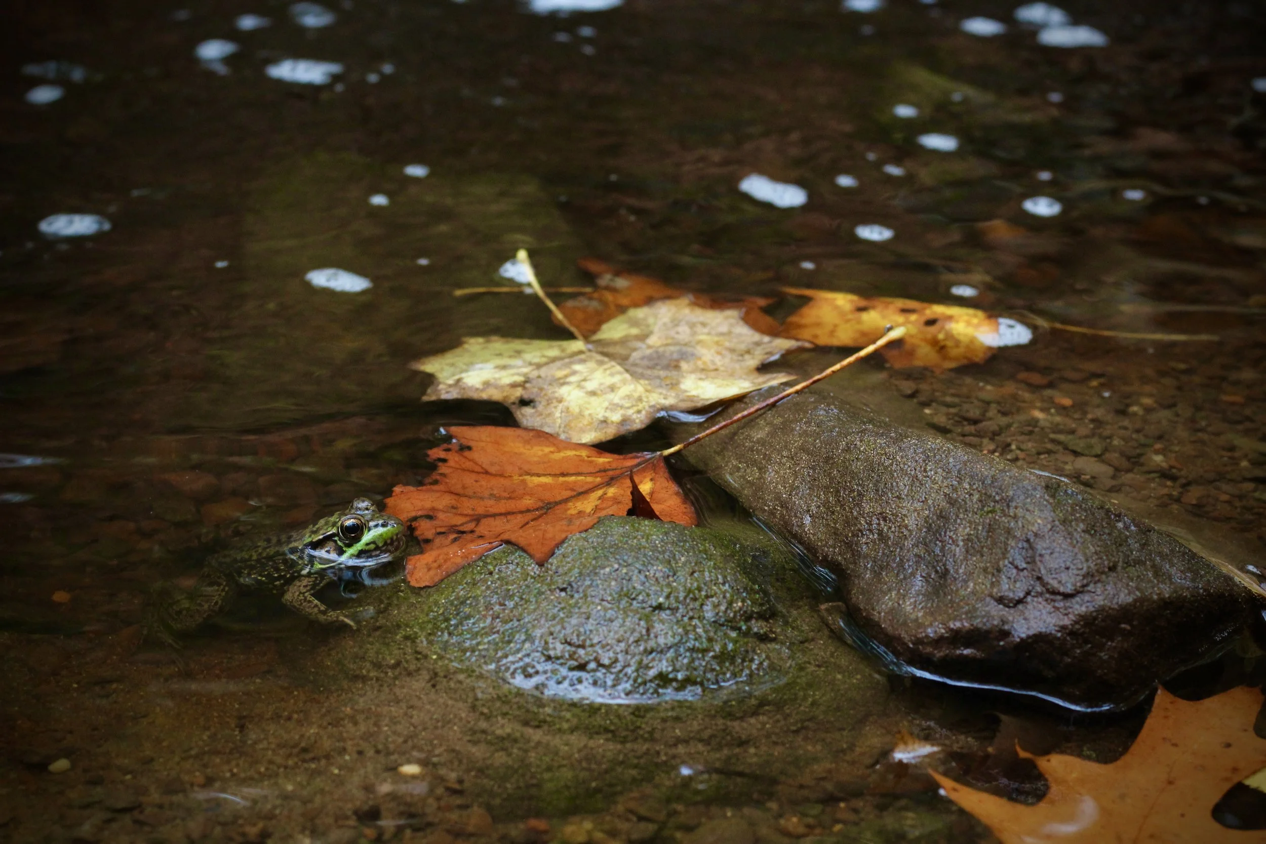 Wadsworth Falls State Park