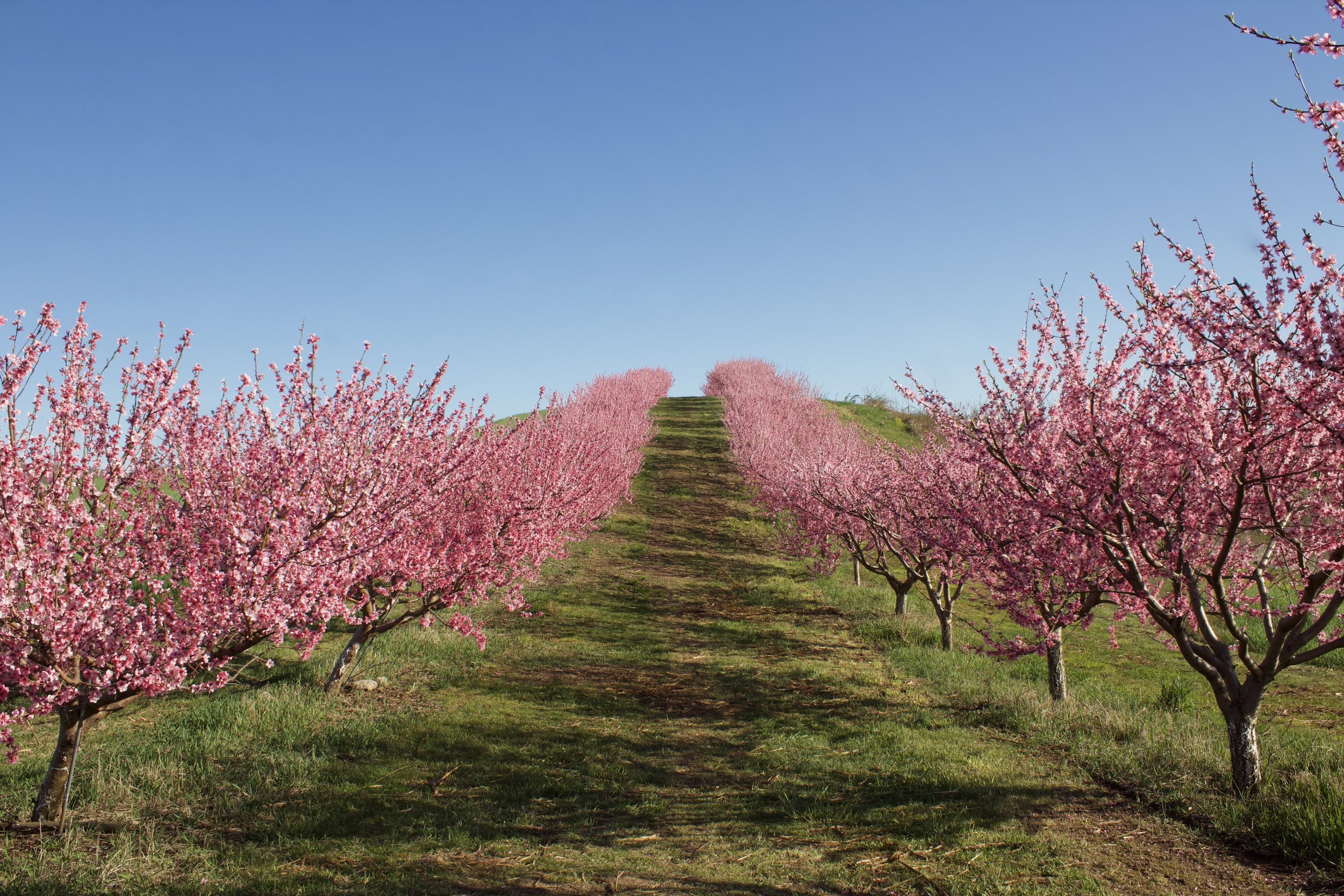 Lyman Orchards 8 x 10 Prints