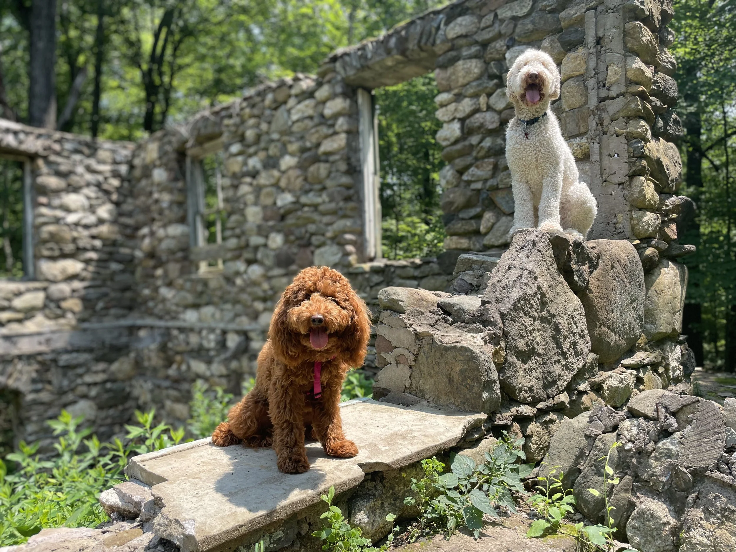Spiderweed Preserve - Middletown, CT