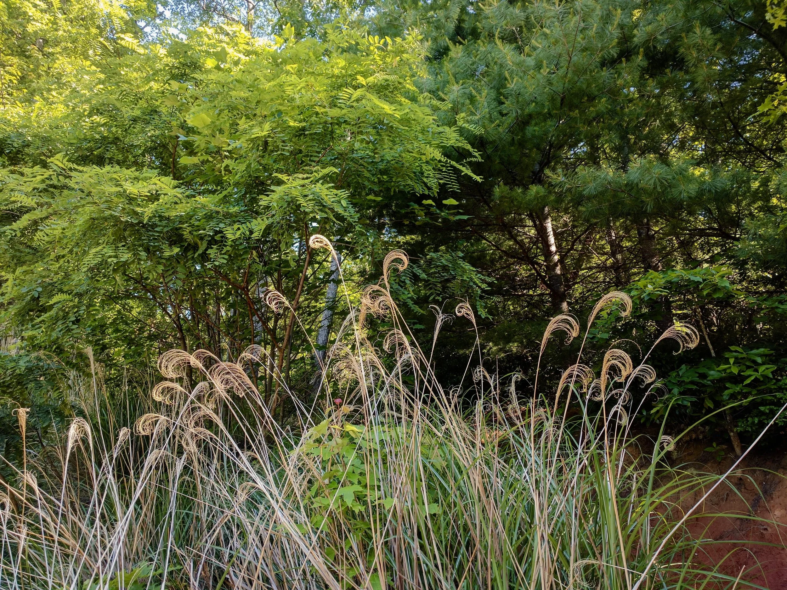 IMG_20170607_094301_Original.jpg