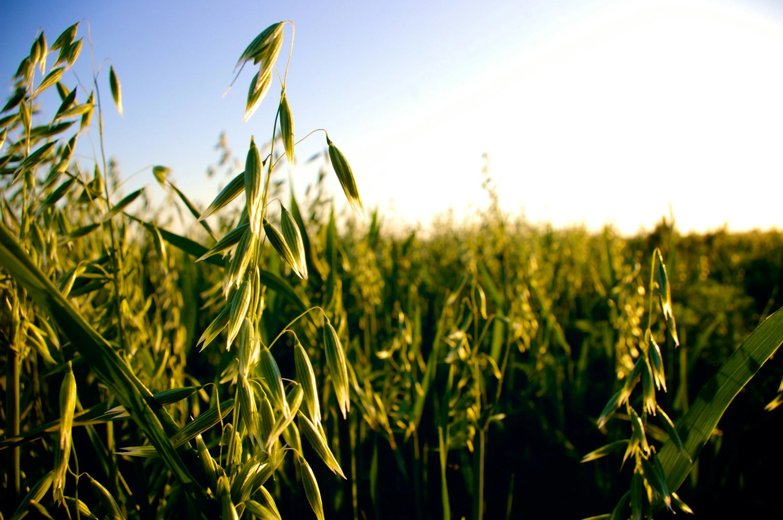 Herb Spotlight Series: Milky Oats