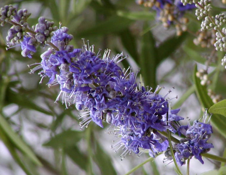 Vitex: The Great Balancer, Ripening as the Light Turns