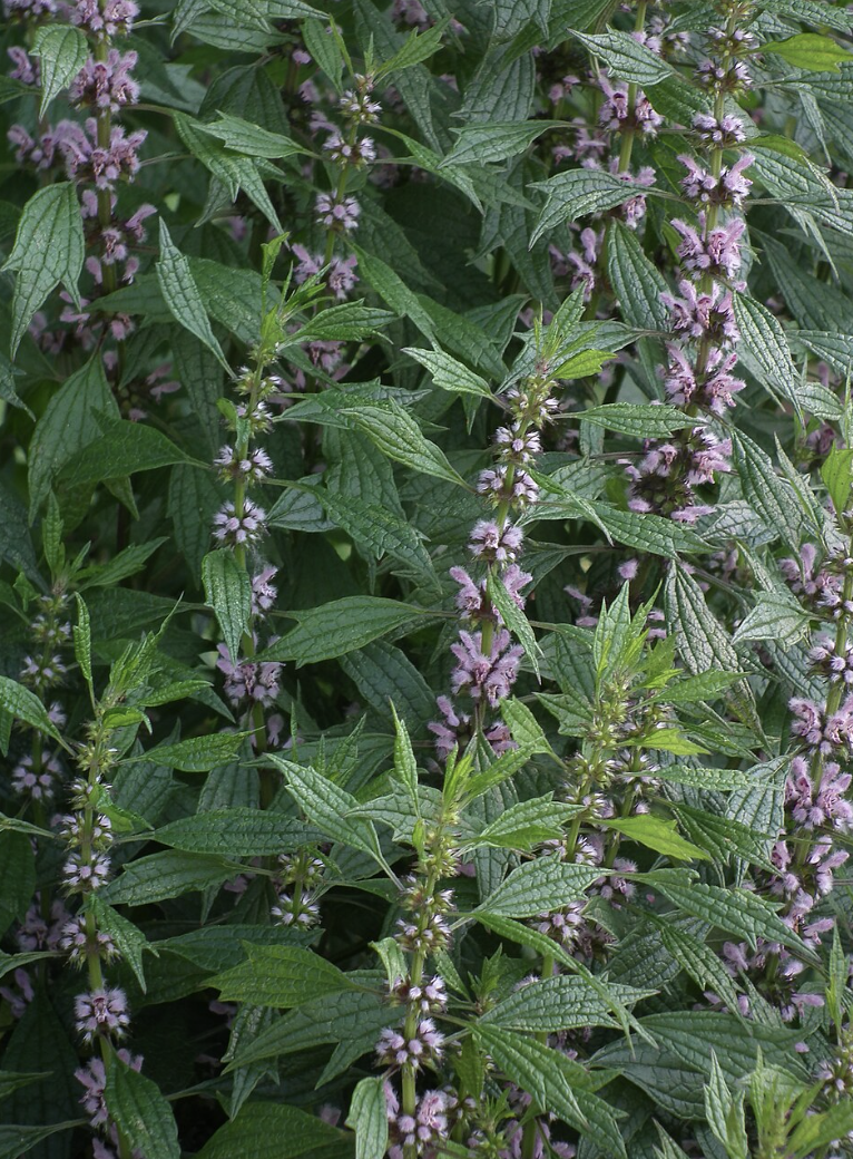 Motherwort: The Lion-Hearted Herb of Midsummer