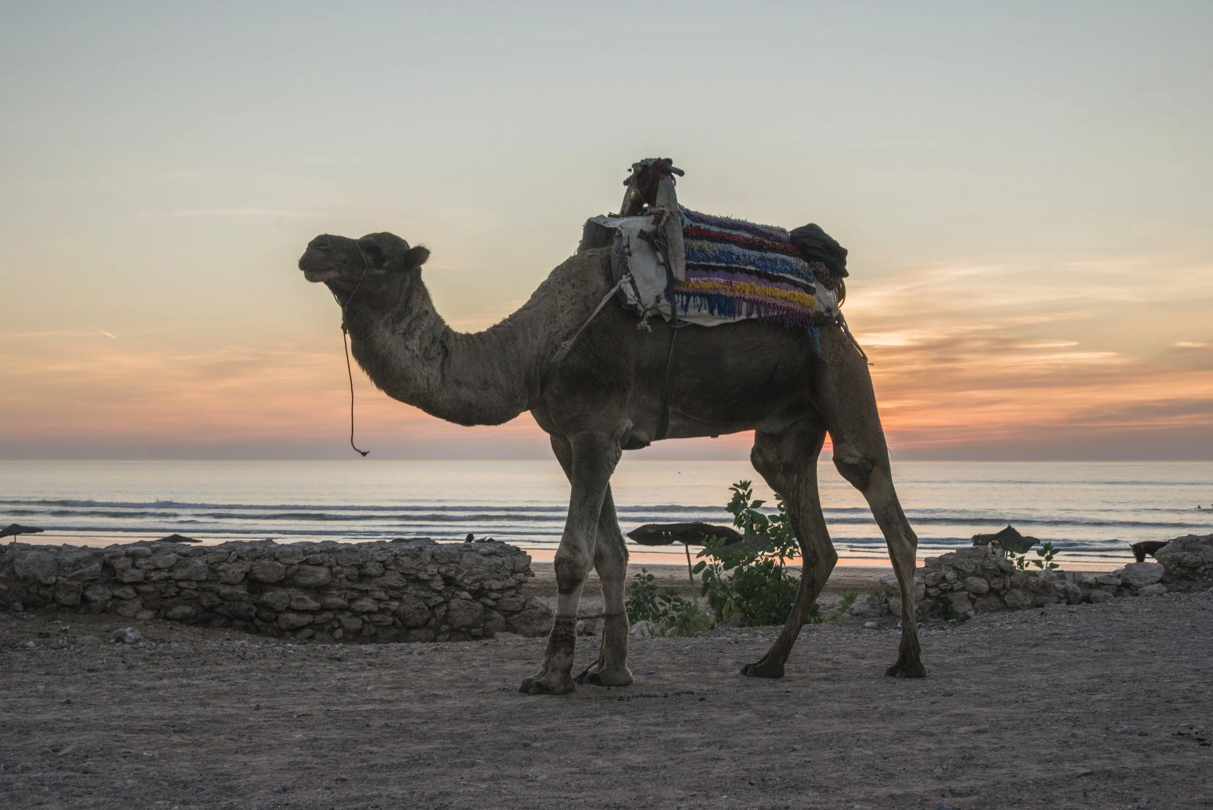 lgellardo-camel-4006586.jpg