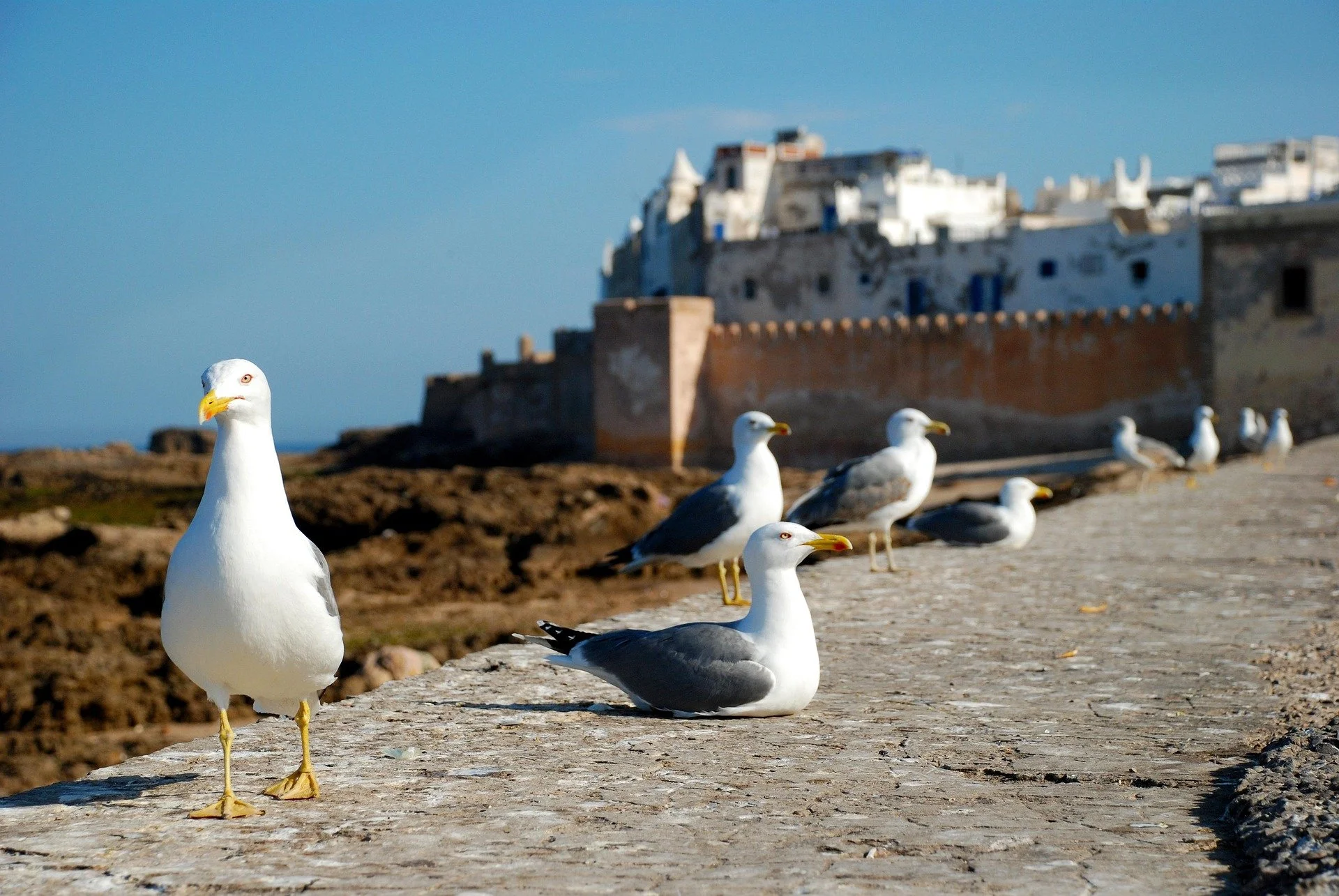 trapuzarra-essaouira-1953633_1920.jpg