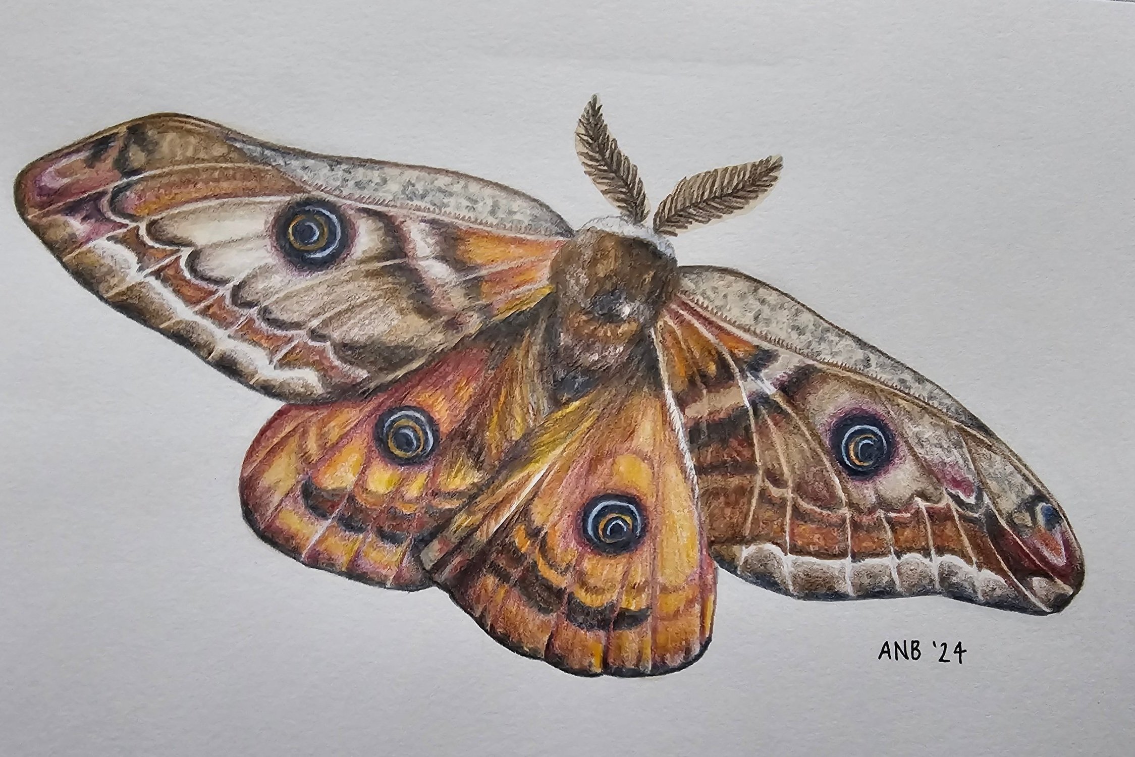 Emperor+Moth+15x21cm+%C2%A385.jpg