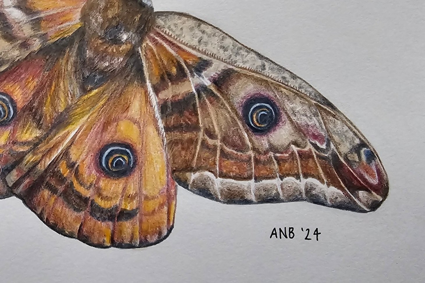 Emperor+Moth+15x21cm+%C2%A385.jpg