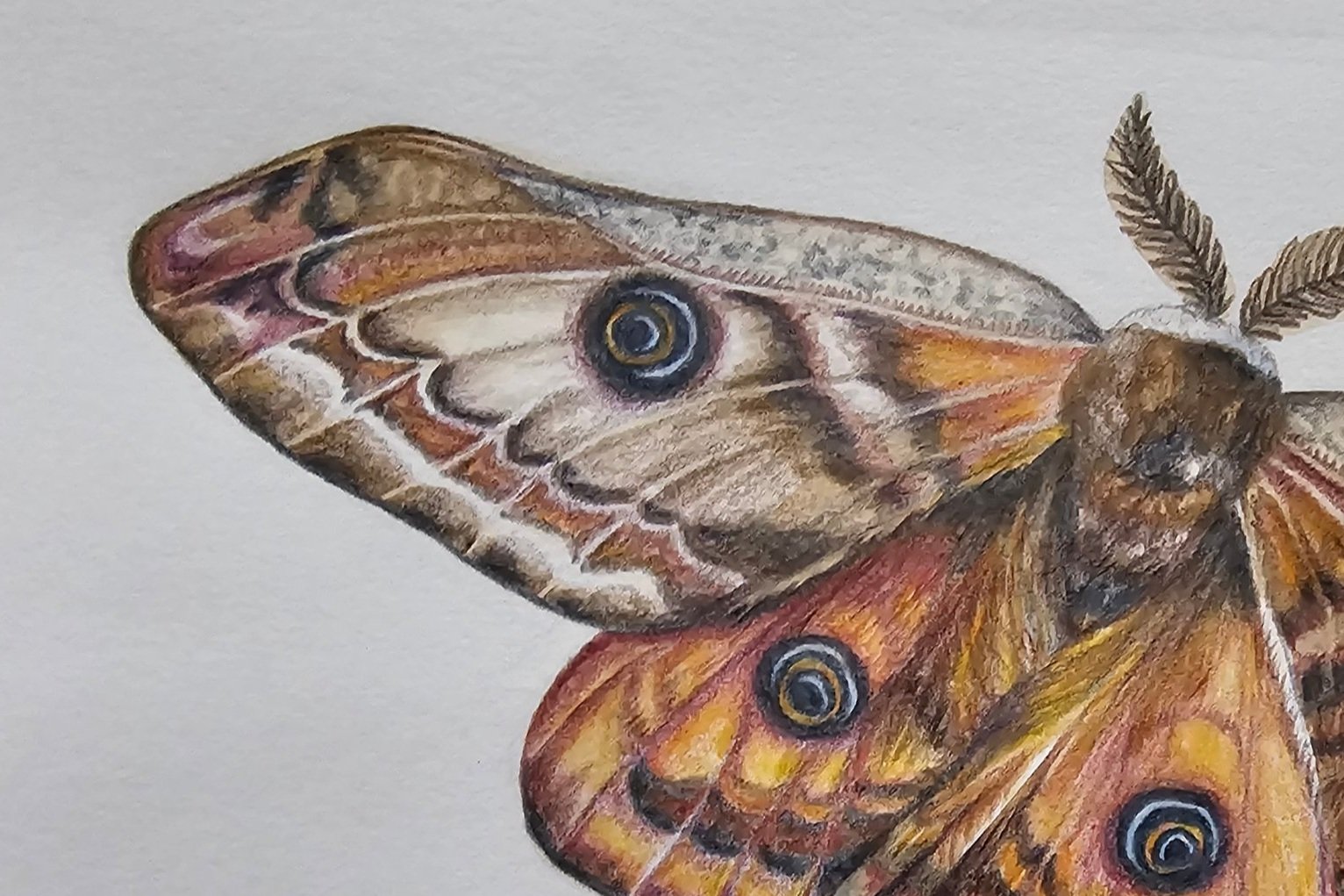 Emperor+Moth+15x21cm+%C2%A385.jpg