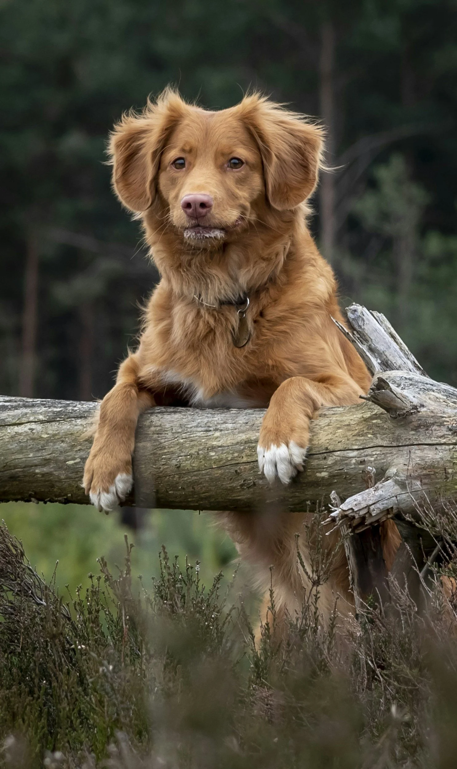 A golden retriever dog with brown fur and white paws, sitting on a fallen tree in a forested area with green foliage.
