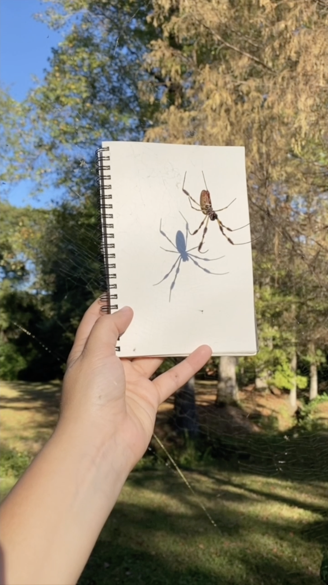 Revelations (ongoing), 2020 - , video still (2024), 2:00min, cellphone video footage, vellum paper