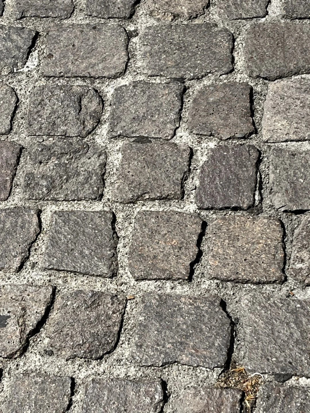 IMG_9549 (Large).JPEG