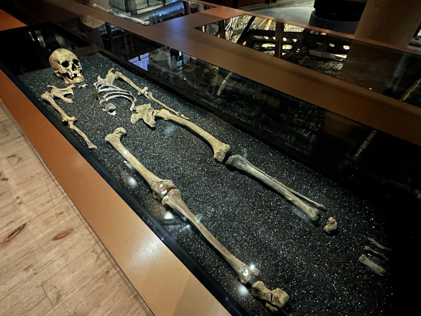 Vasa Skeleton (Large).JPEG